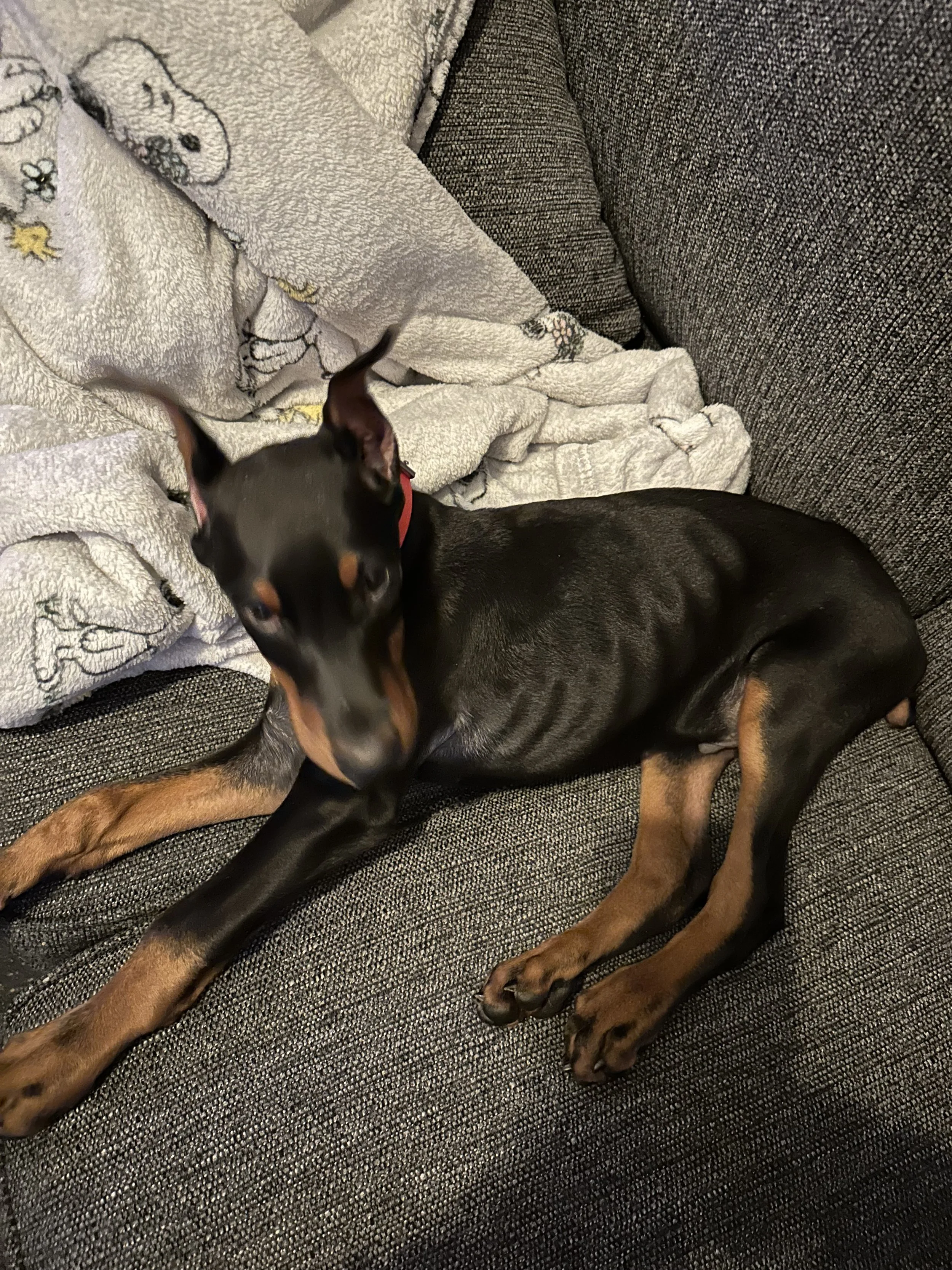 JV PUPPY CLUB! for ages 2 months through 6 months