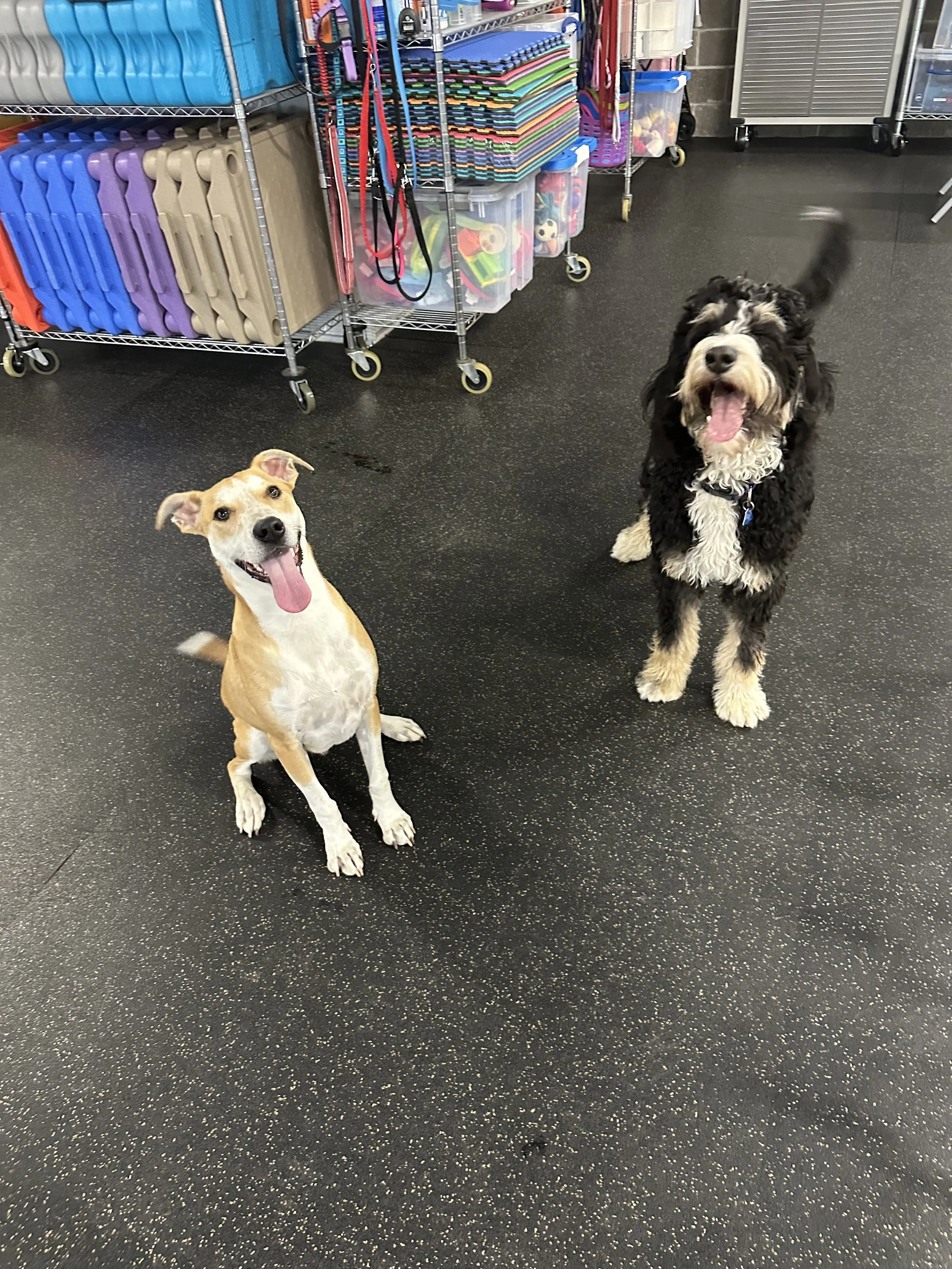 JV TEEN PUPPY CLUB! For ages 7 months up to but not over 12 months