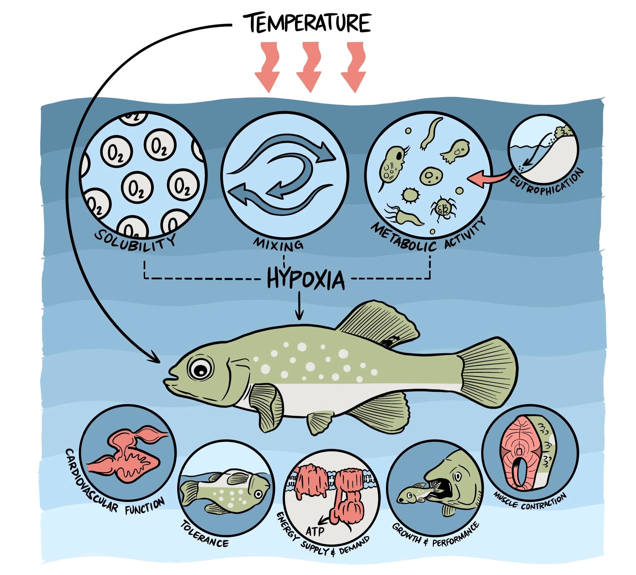phenotypic plasticity — Illustration, Science, and Design