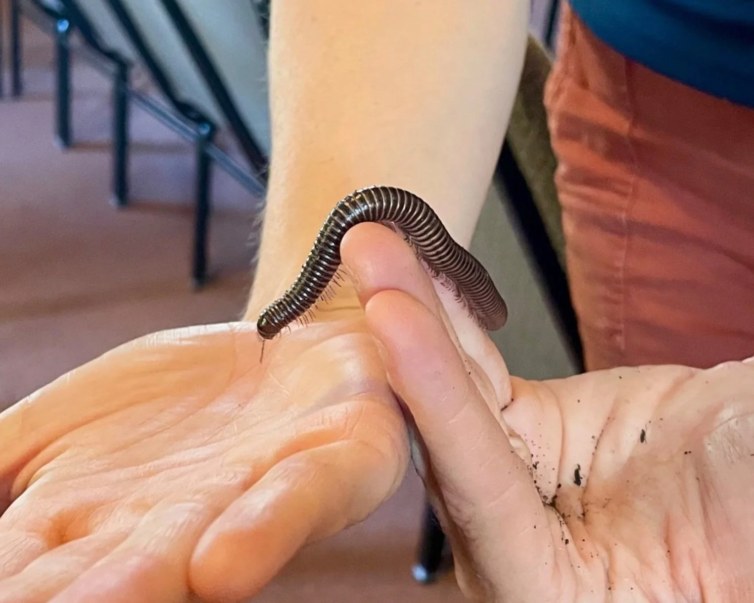 A close up look at a visitor from the Chewonki Traveling Natural History Program's Bugmobile