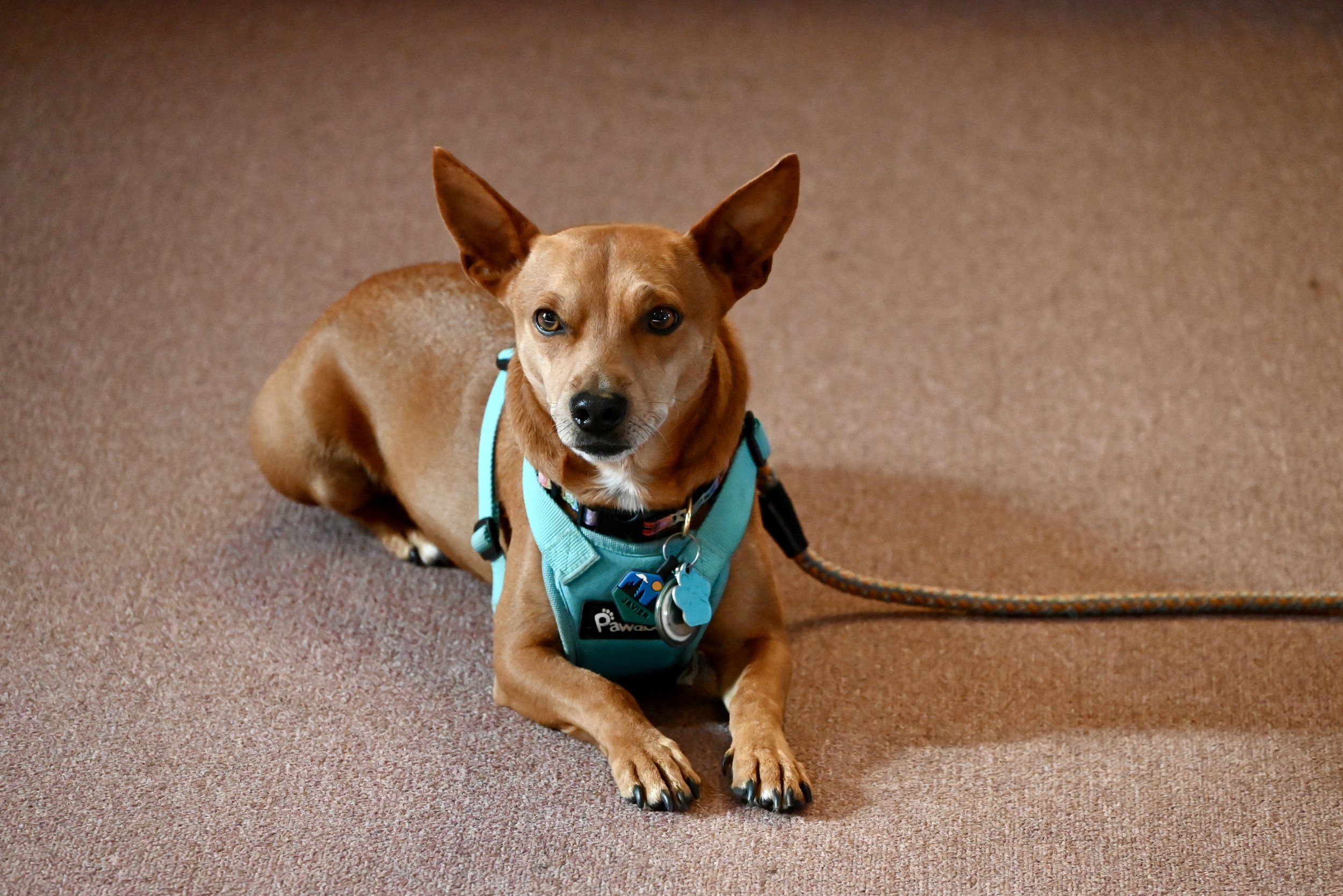 Local celebrity Javier and his human, author Teresa Pelham, joined us to celebrate the launch of his new book!