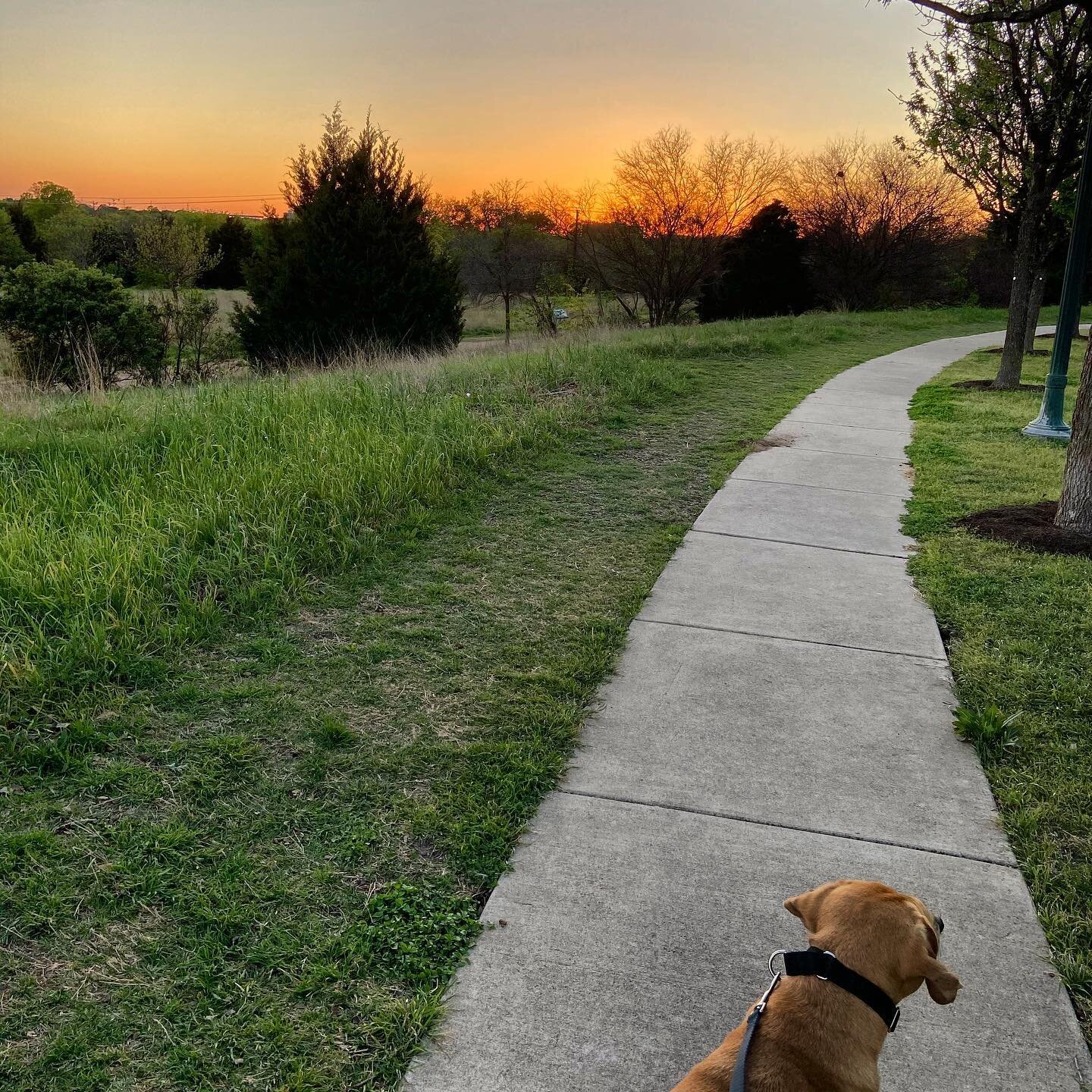 This is my life now. Always on a walk. 🐕