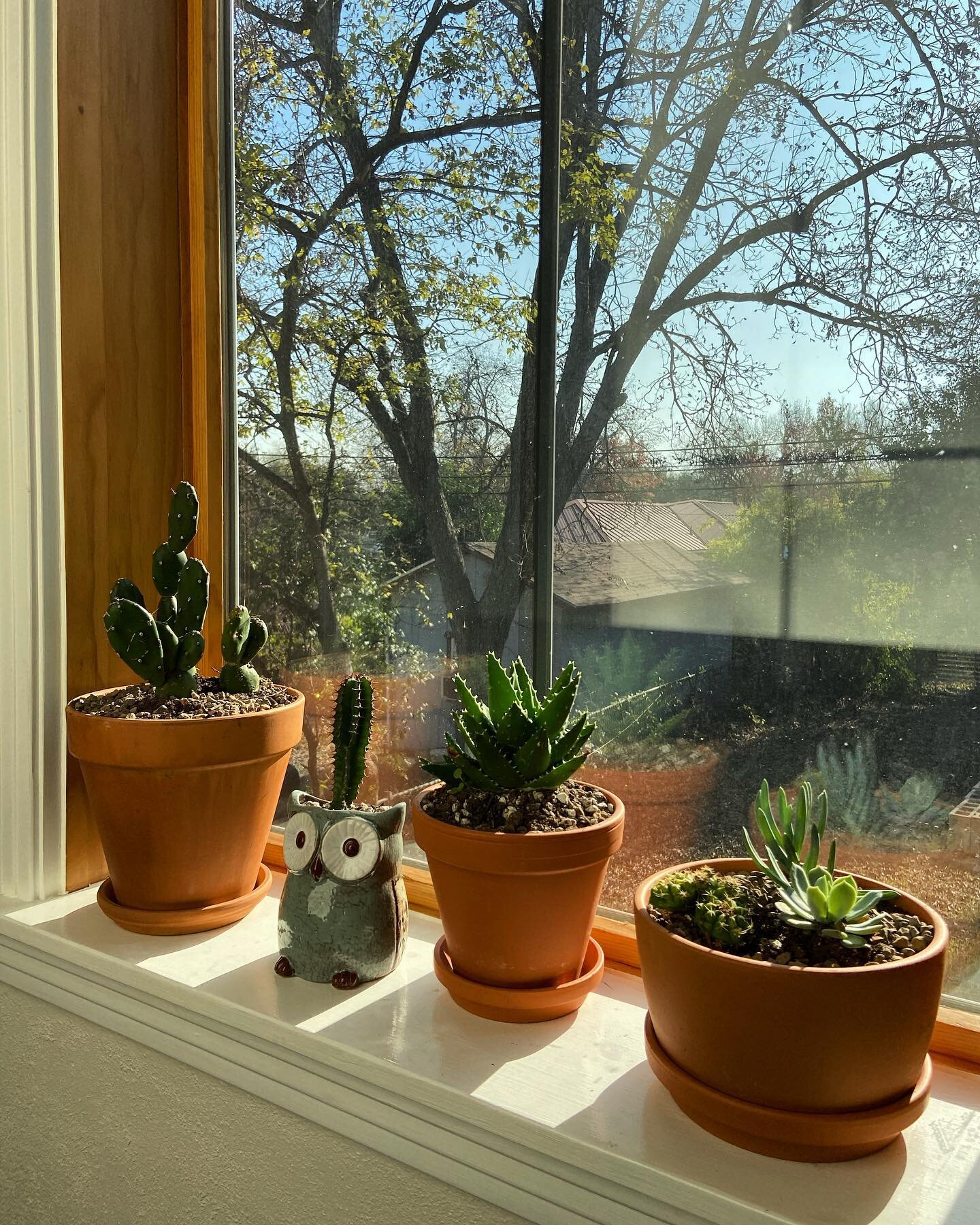 New plant tribe soaking it up