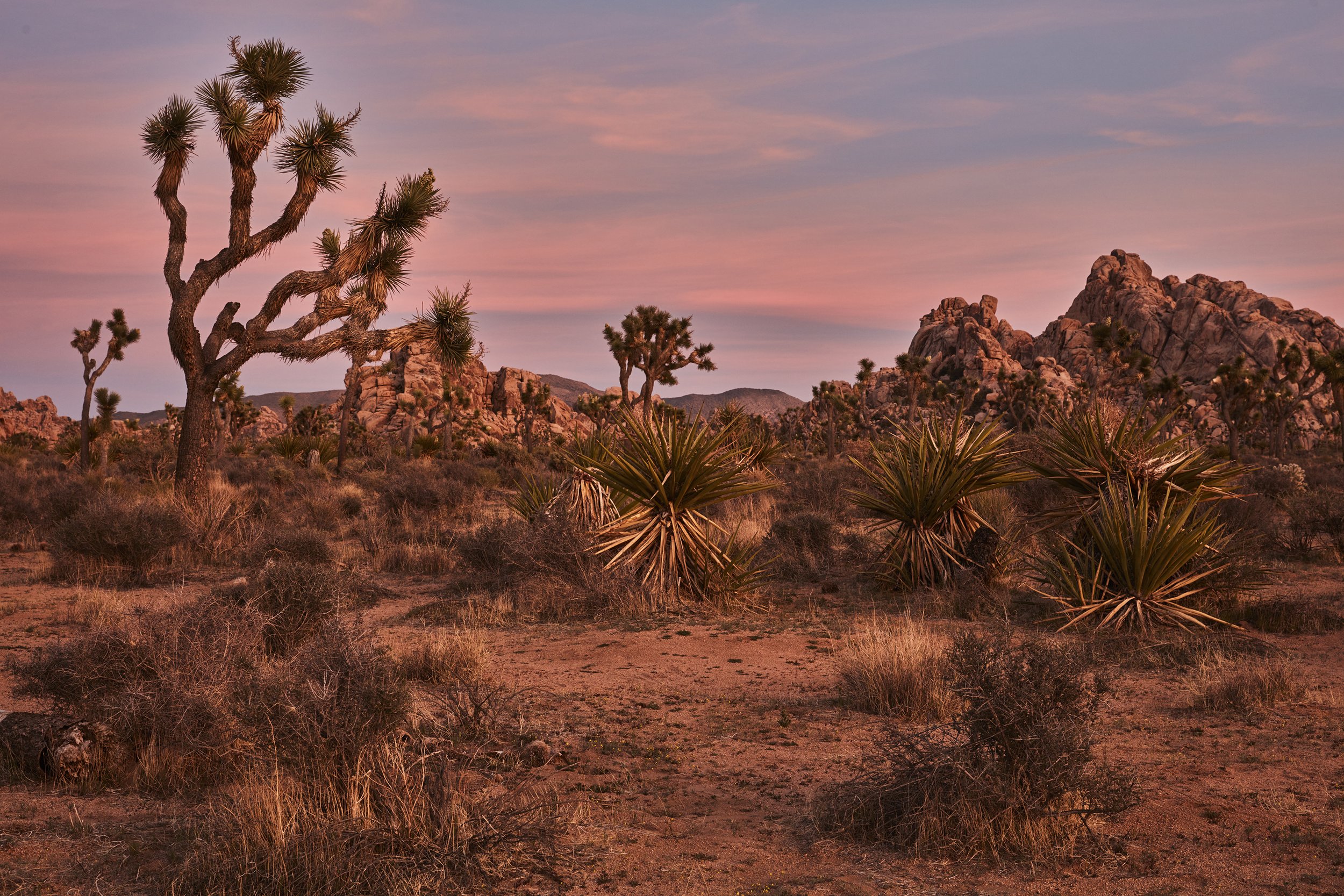 Canon EOS 5DS R 8896x5920_000202.jpg