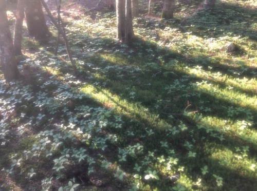 Photo May 27, 11 06 28 AM.png