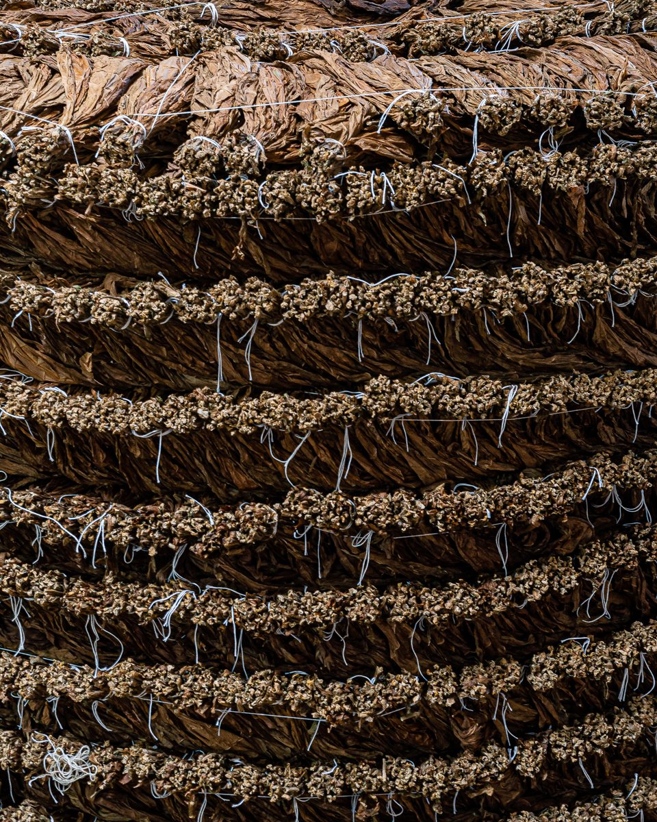 Sorted Tobacco Stack, 2021