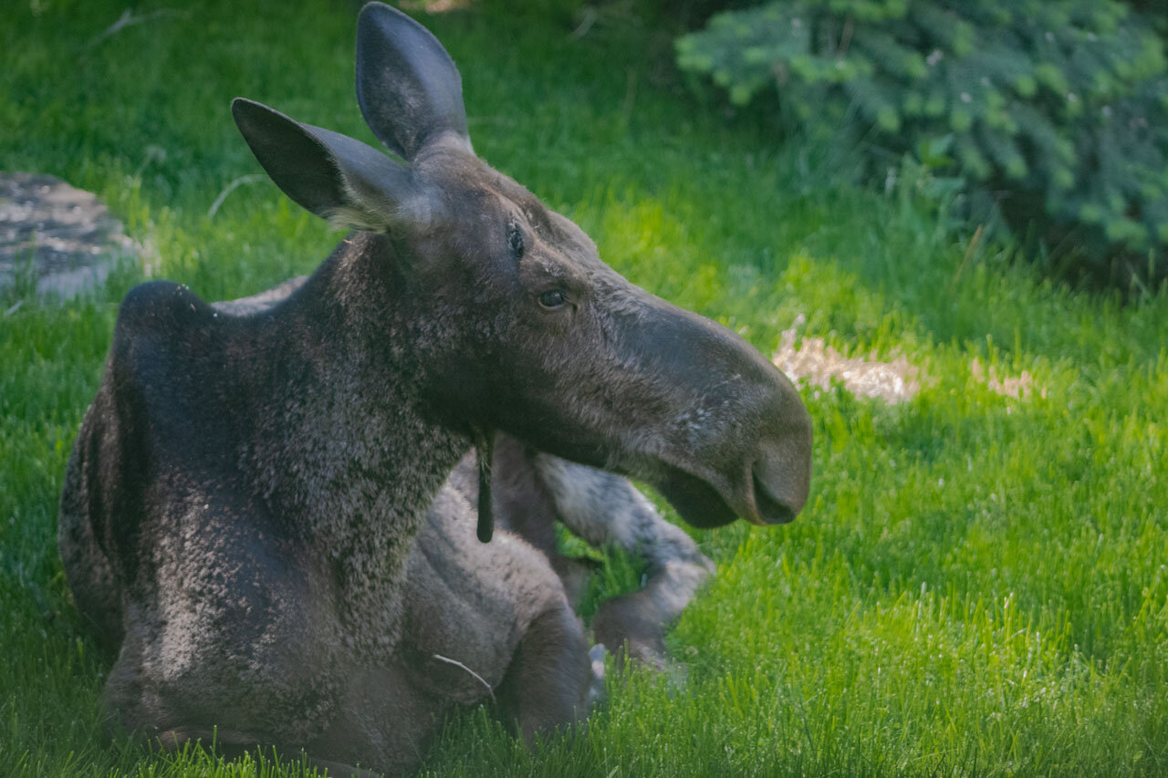 IMG_6256-Moose-1---OP.jpg