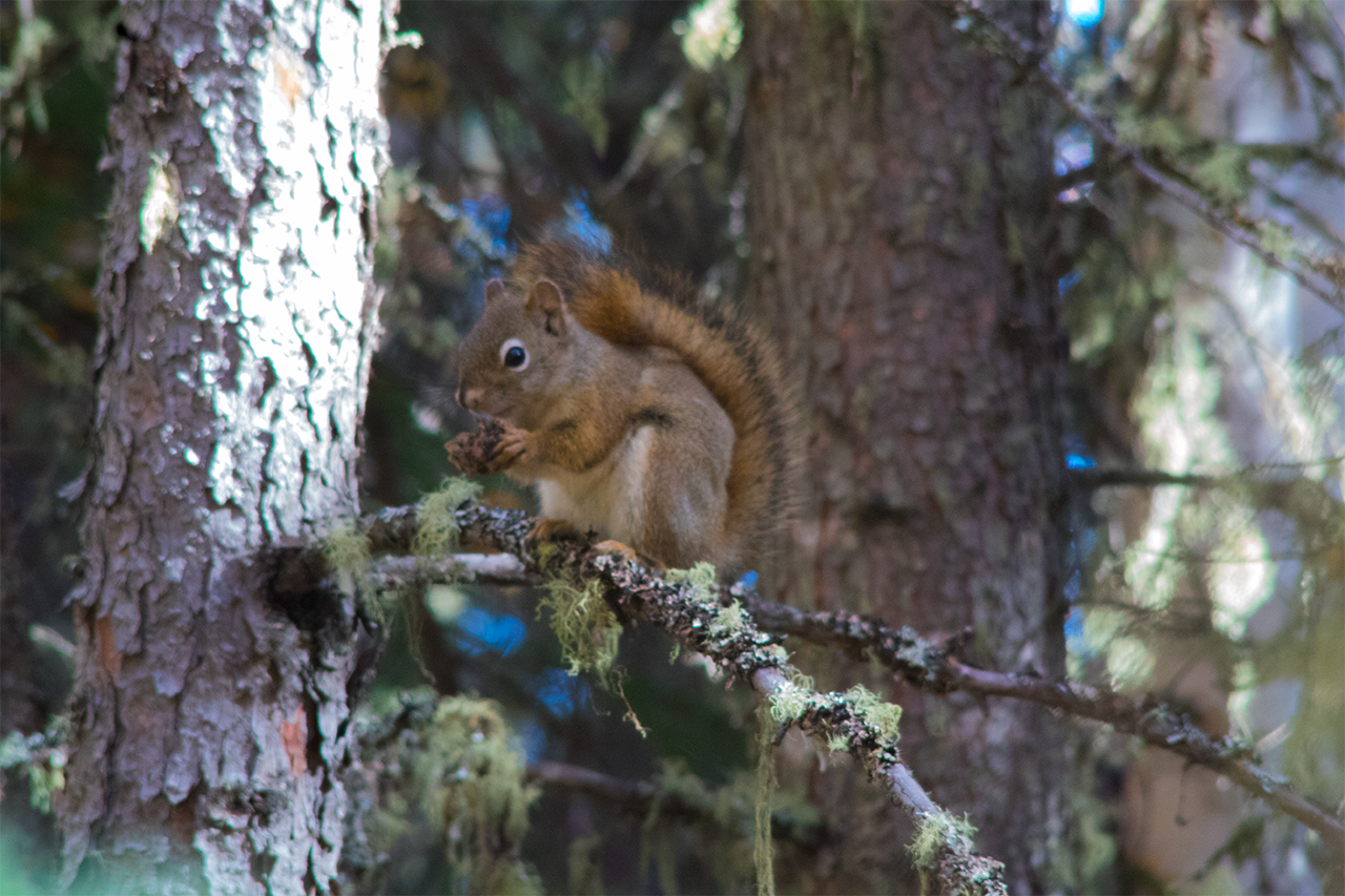 Eating Squirrel.png