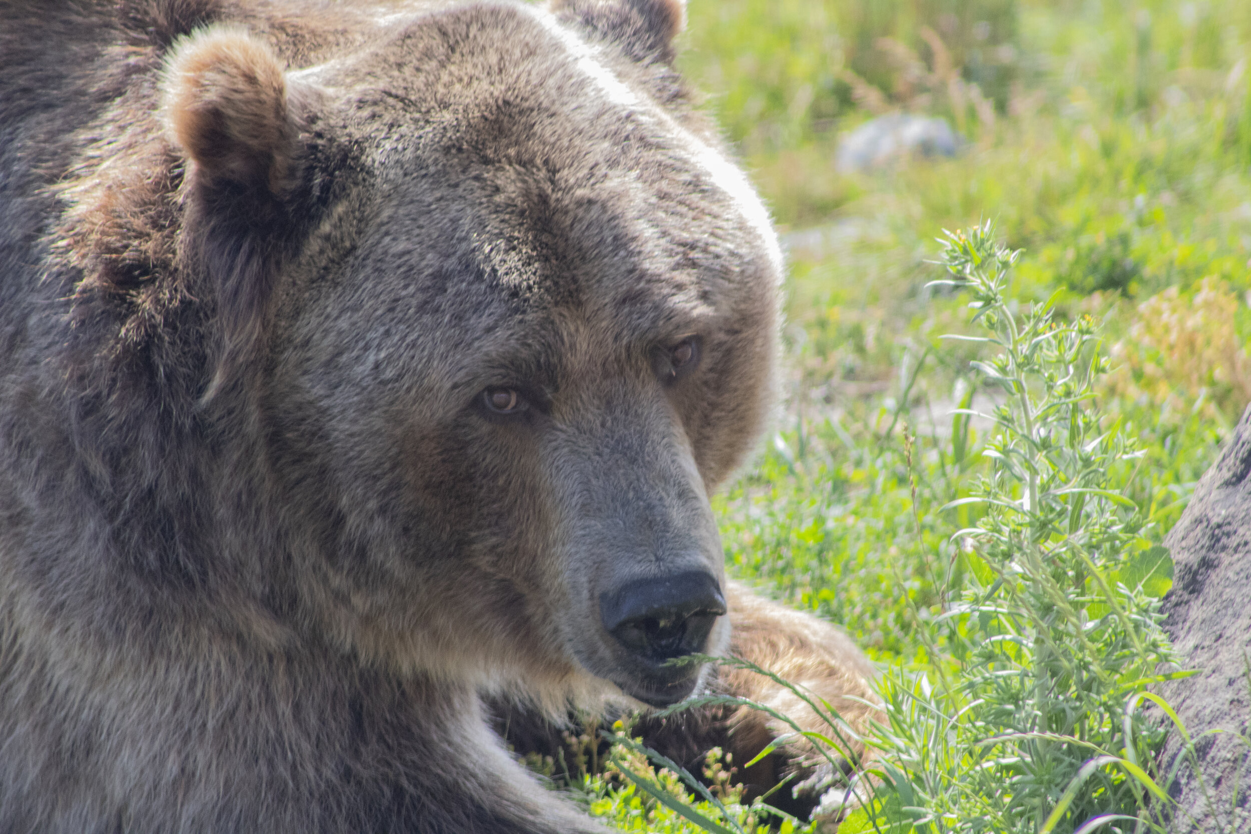 Bear 82.jpg