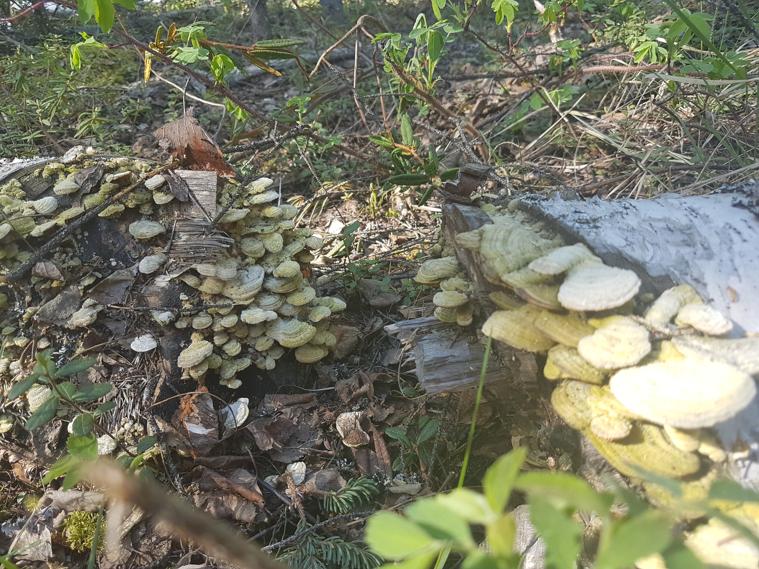 20160514_112452.jpg
