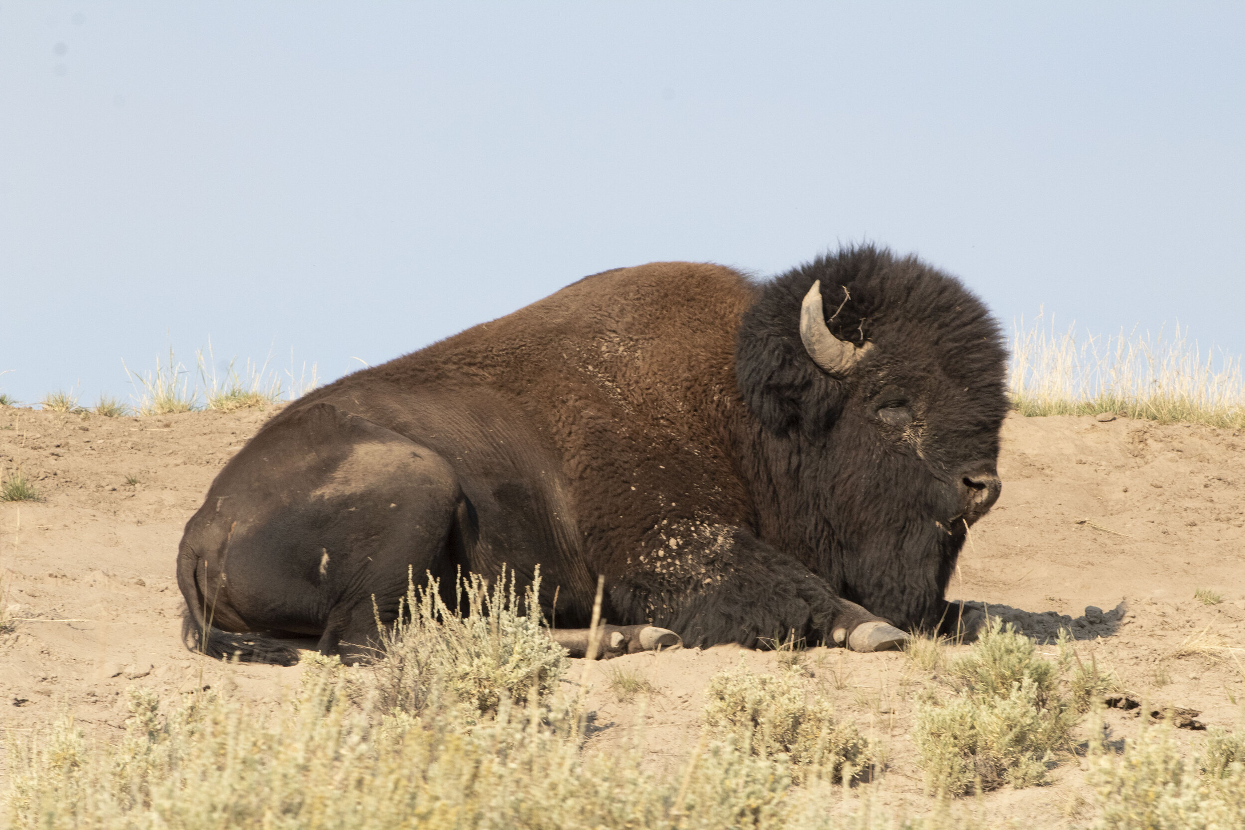 Yellowstone 334mod.jpg
