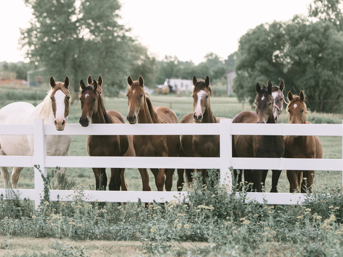 National Horse Traceability - What Australia’s new system could mean for you