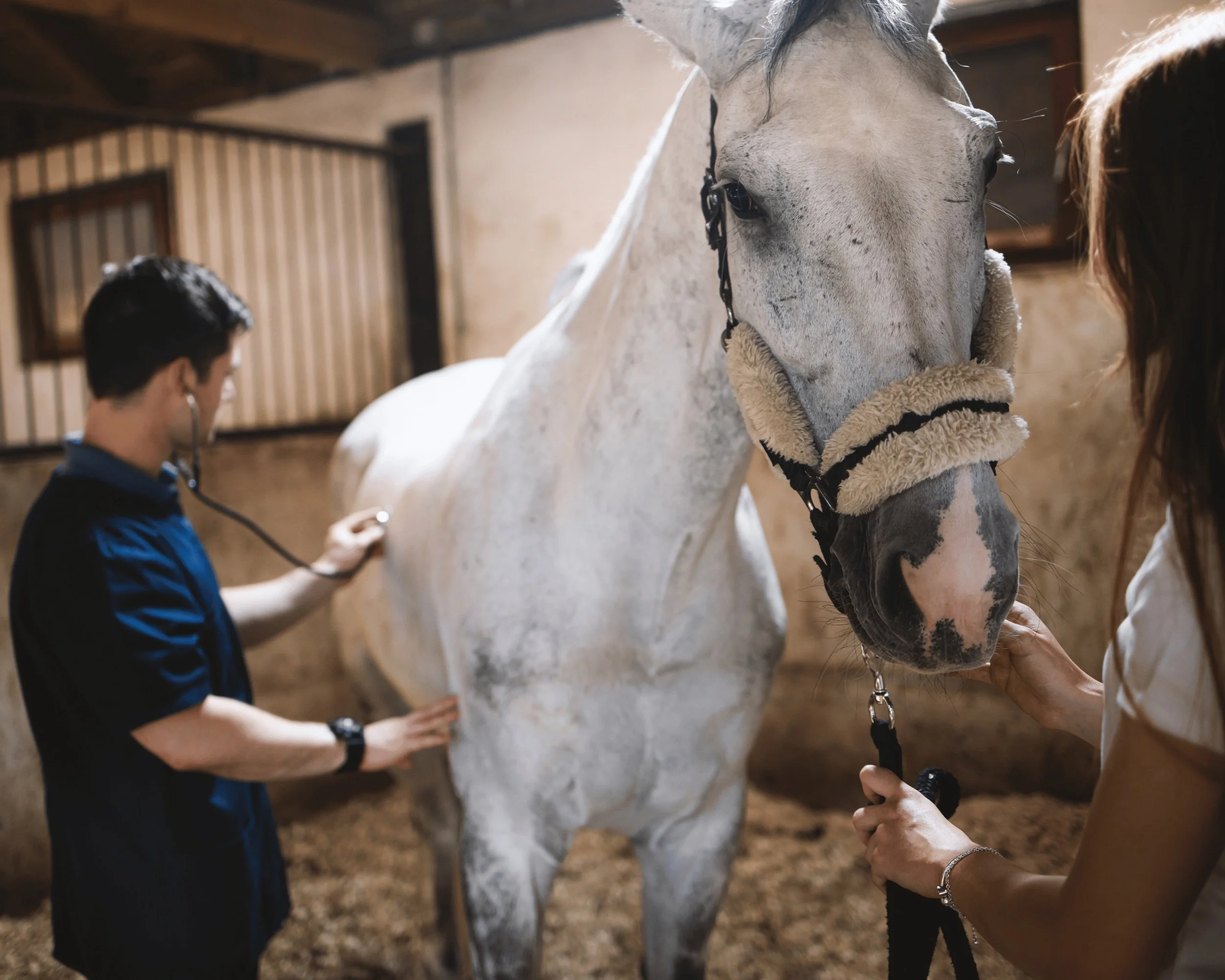 PURE Equine | Problems Post-Purchase - Horse Sale Disputes