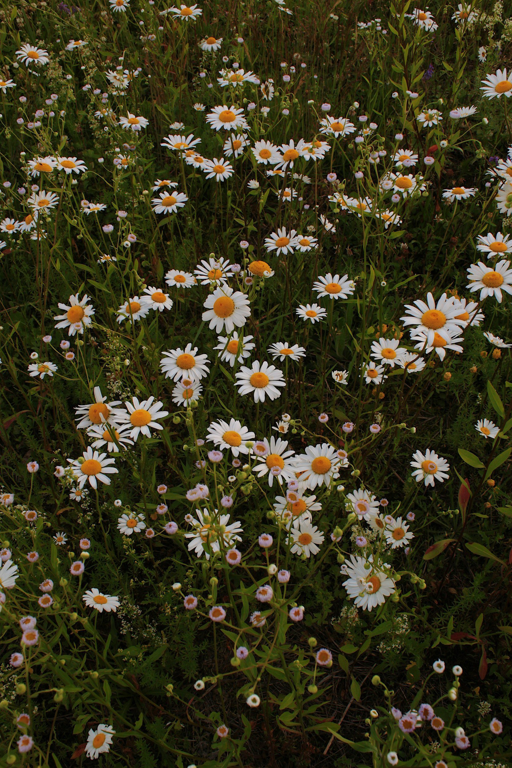 Sex Therapy in Portland, OR