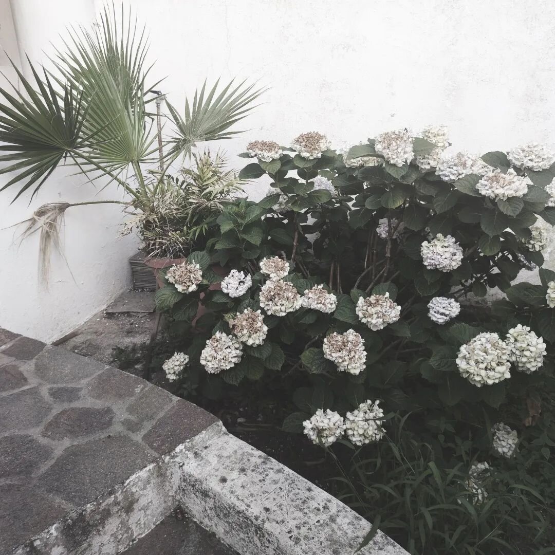 Qualche scatto di Stromboli, piccole/grandi cose che mi sono rimaste:
 
- ortensie mangiate dal sole
 
- in conversazione con Olimpia Zagnoli (grazie @ariannacristiano 🤍)
 
- vista dalla mia casetta
 
- foto rubata in un terrazzo abbandonato
 
- il 