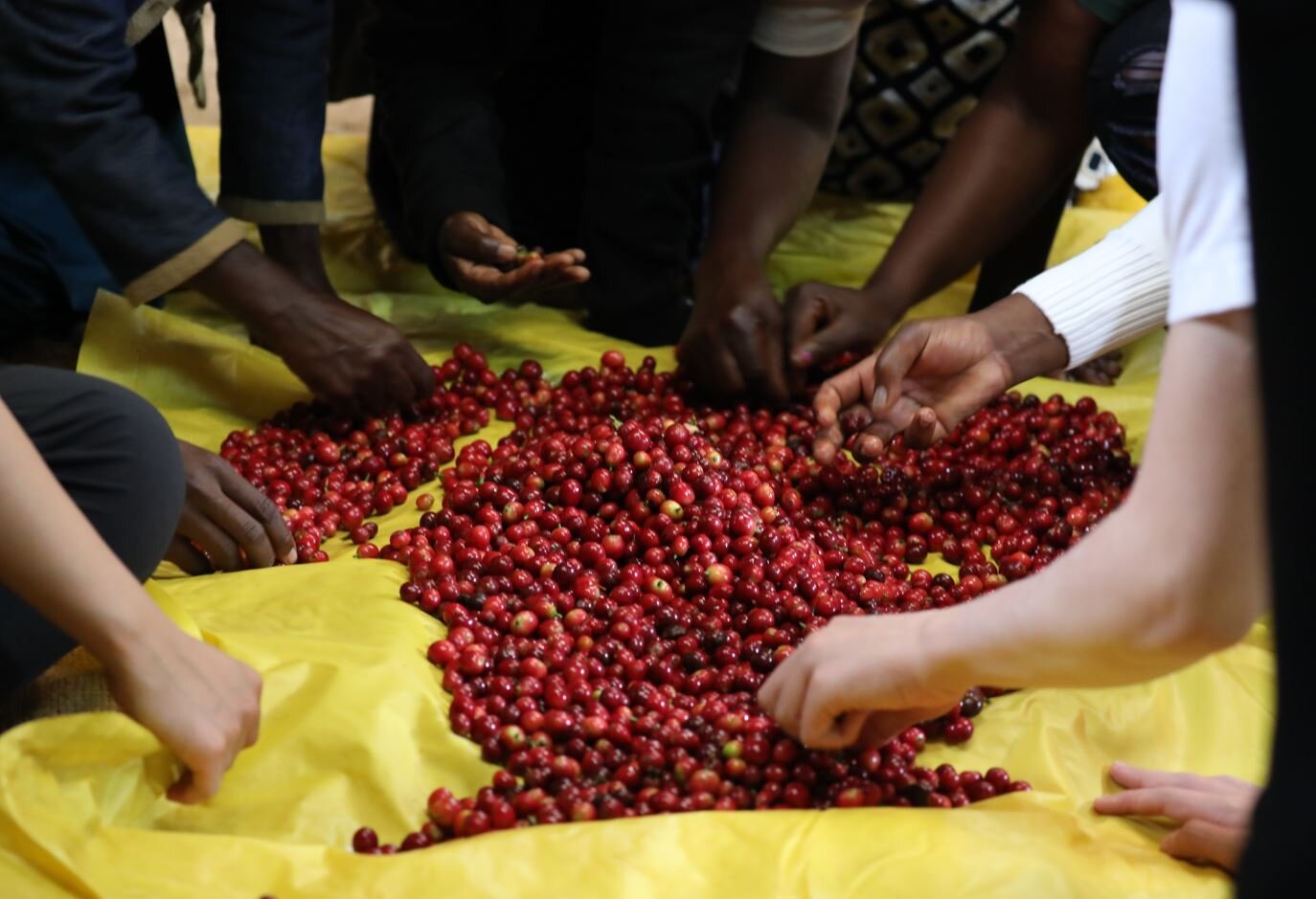 After picking, we go through a rigorous process of sorting the unripe cherries from the ripe cherries. This is to give optimal sweetness in the cup. It's like eating a slightly green strawberry rather than a bright red ripe one we all know which one 
