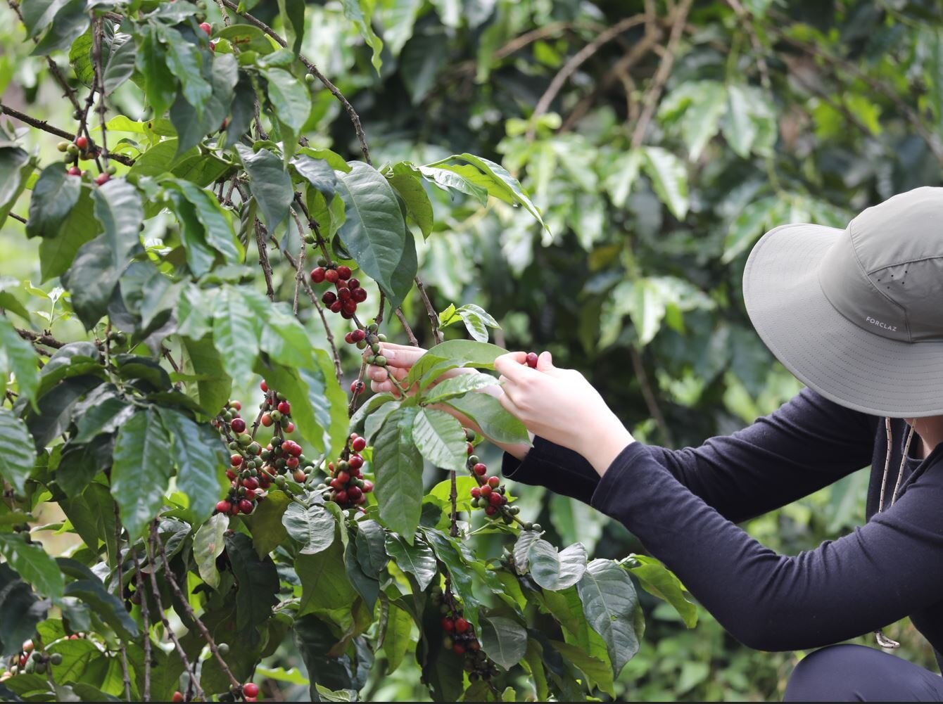 How often do you think of the people handpicking each coffee cherry when you have your coffee? Each cherry is hand-picked based on its colour and ripeness; only the best are chosen, with the under-ripe ones left to enjoy the sun a little longer!

#sp