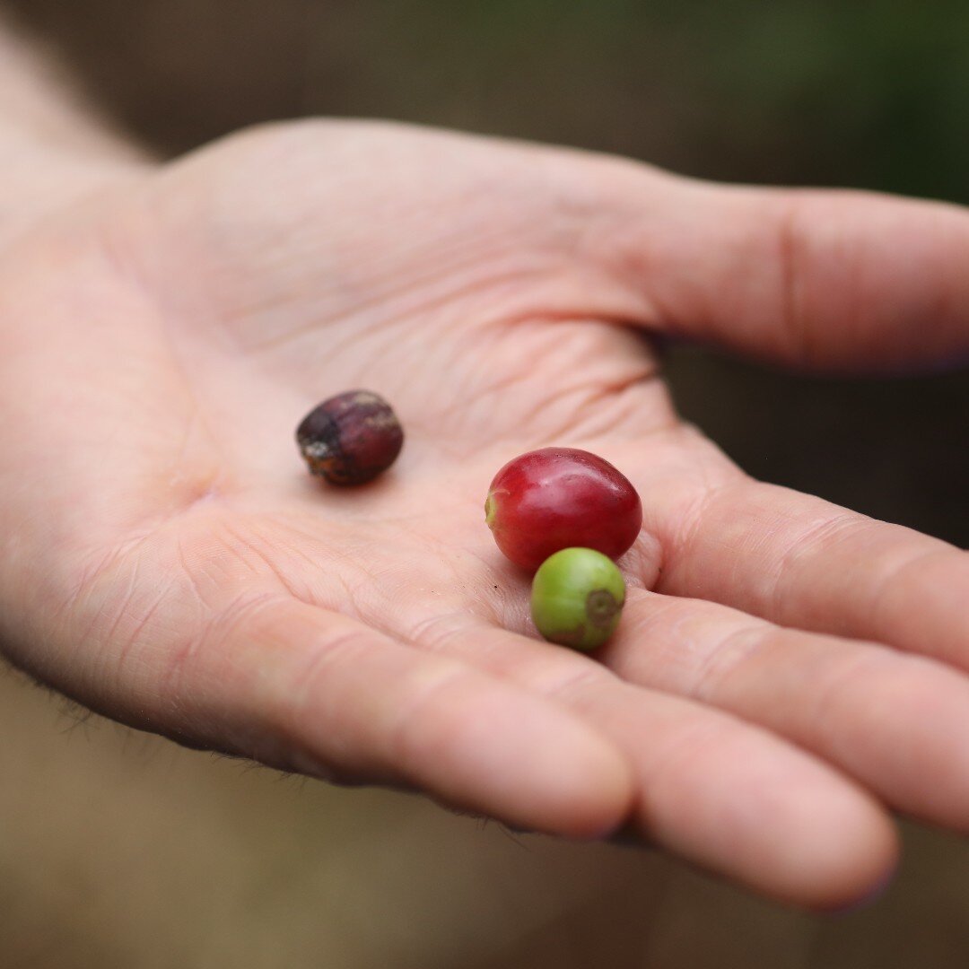 We are just back from our origin trip to Kenya. Can you tell which cherry is over-ripe, ripe and under ripe? 

#specialtycoffee
#swisscoffee
#coffeeplantation 
#kenyancoffee
#coffee
#notforprofit
#17gcoffee