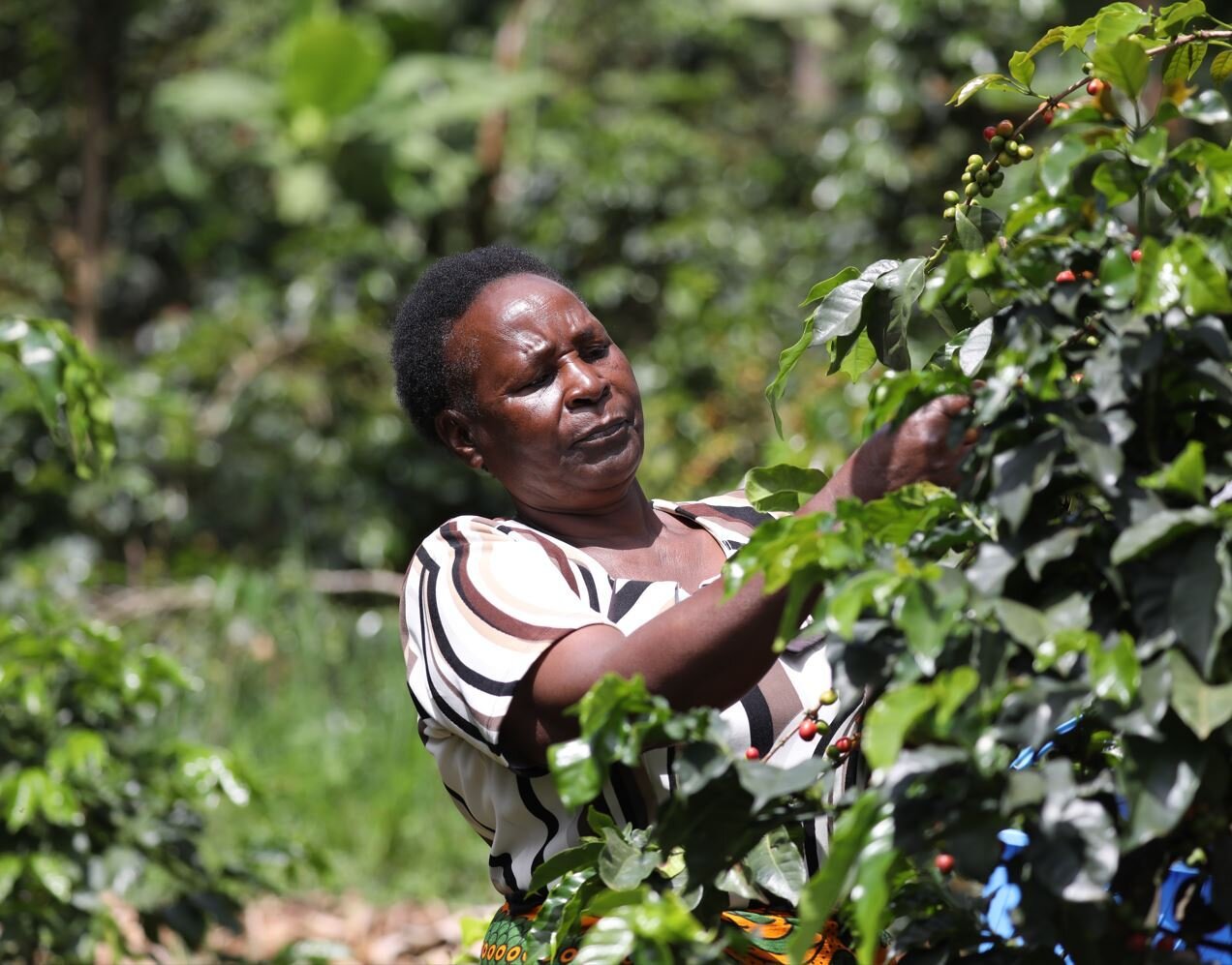 This is Phylis Gacheri. She is a team leader with @nguvu. She was helping us pick cherries on this day. Her role is to check the quality at each stage of the picking process. This group only work with female coffee producers in the Meru region of Ken