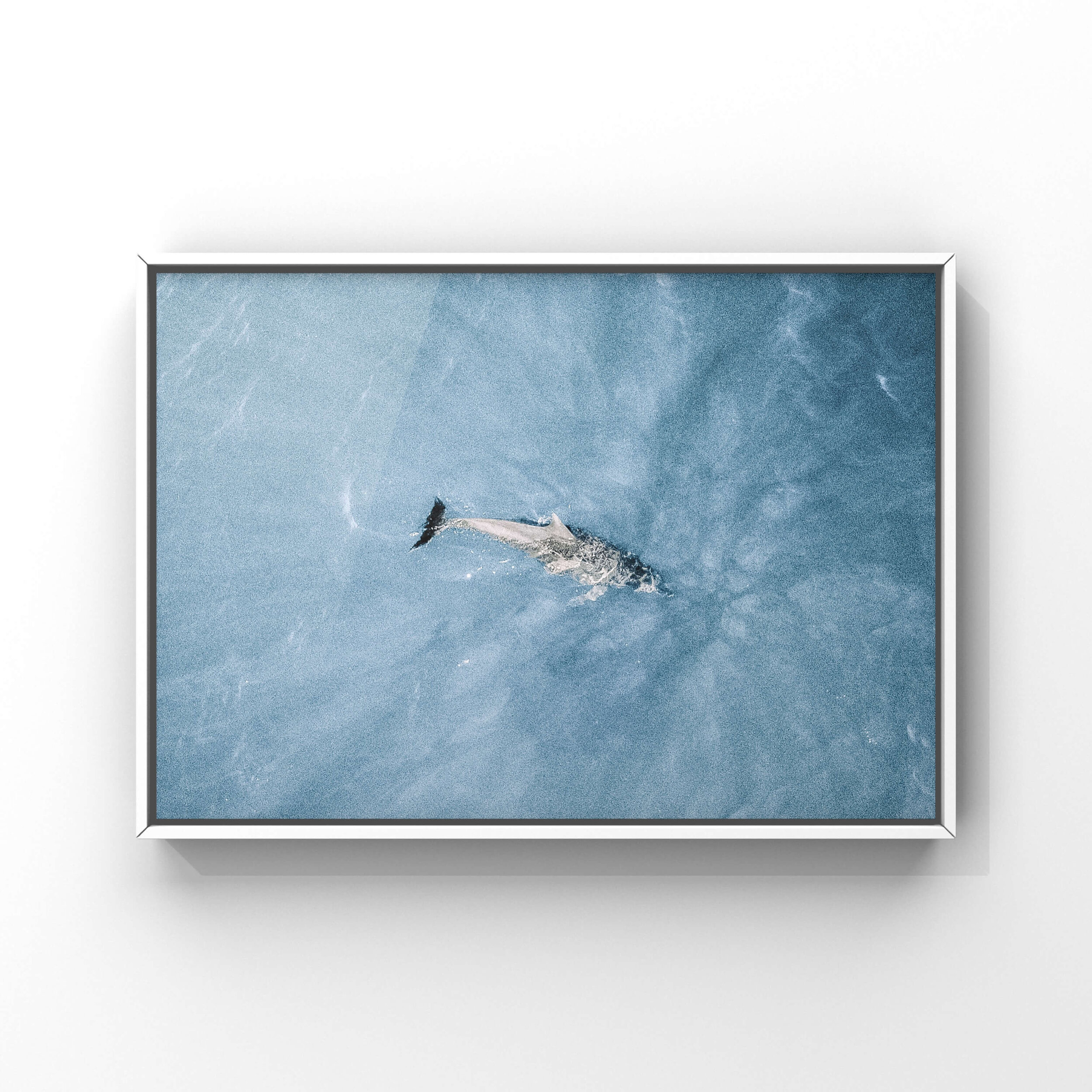 Solo Dolphin.jpeg