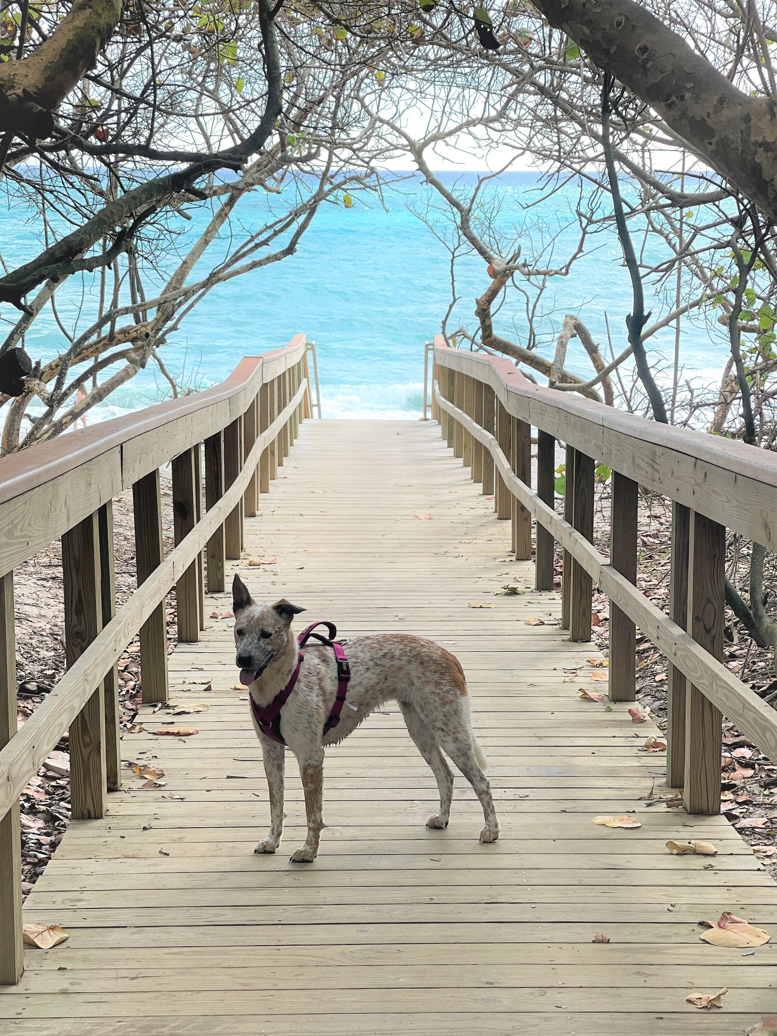 Rylie ready for the Juno Dog Beach!