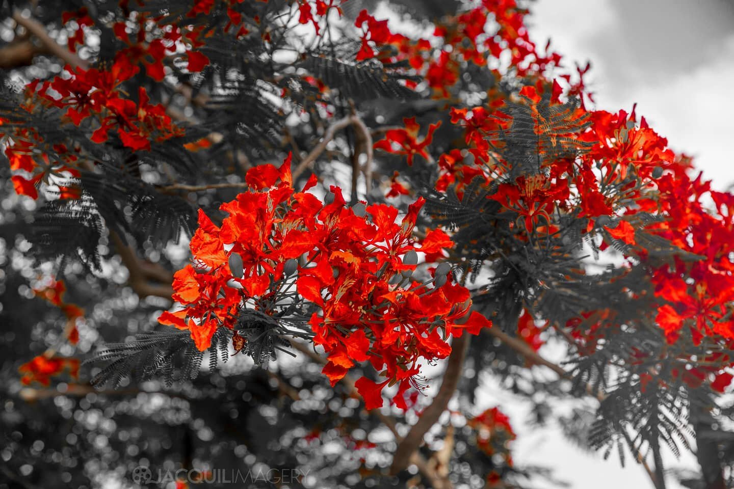 I Love Playing Around With New Styles🌹⚘🌺
.
📸
.
#jacquilimagery#blackandwhitelovers#blackandwhitephotos#earthscope#landscape_capture#landscapelover#landscapehunter#pictureperfect#steustatius#sinteustatius#flowerlover#redaesthetic#flower_special_#st