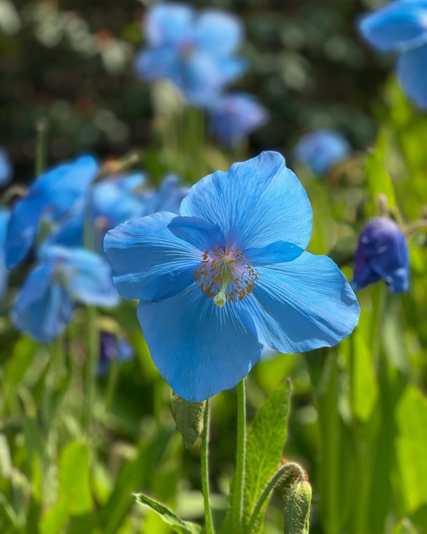 A quick break before weddings begin&hellip; amazing experience at the @rbgedinburgh  These blue poppies are breathtaking!