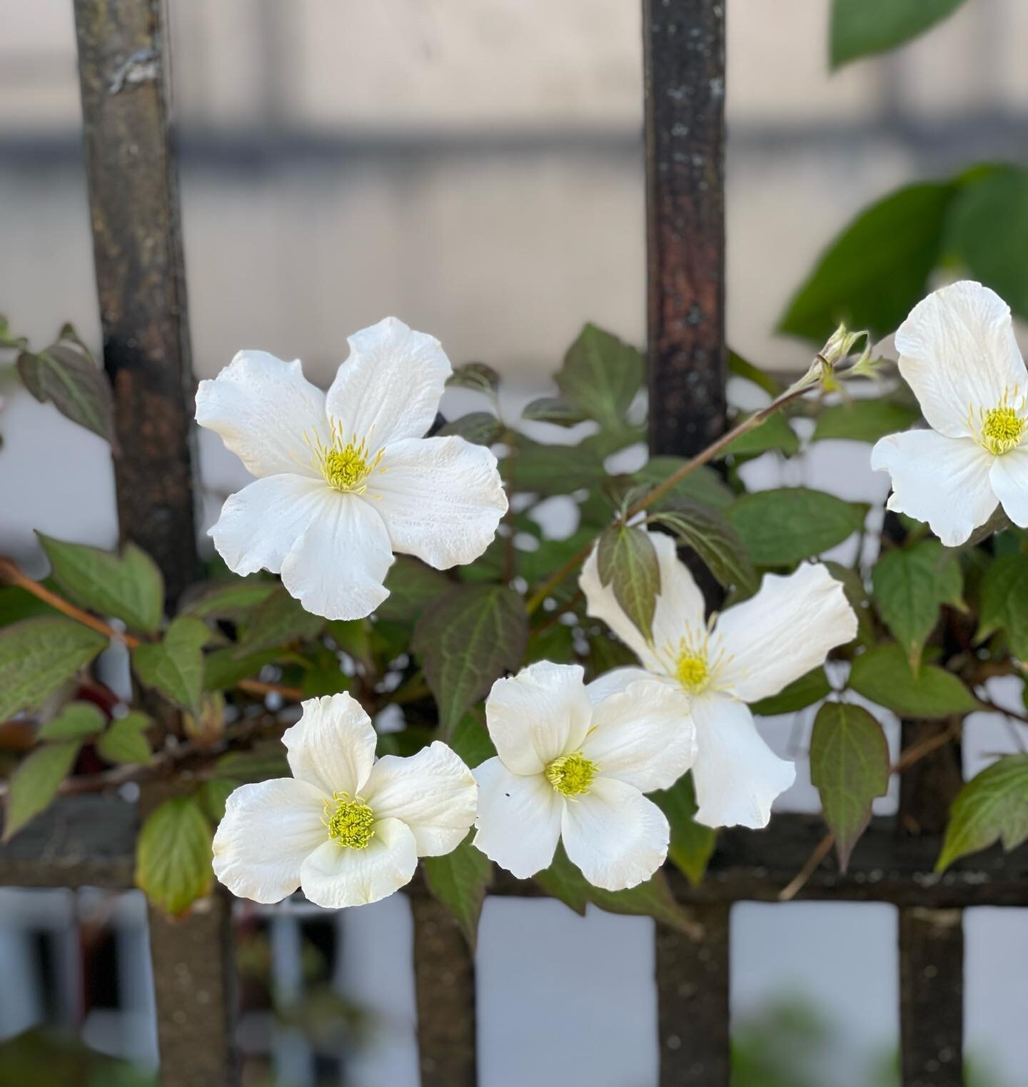 Beautiful vines of clematis growing all over this city!!! #lovingedinburgh 🏴󠁧󠁢󠁳󠁣󠁴󠁿