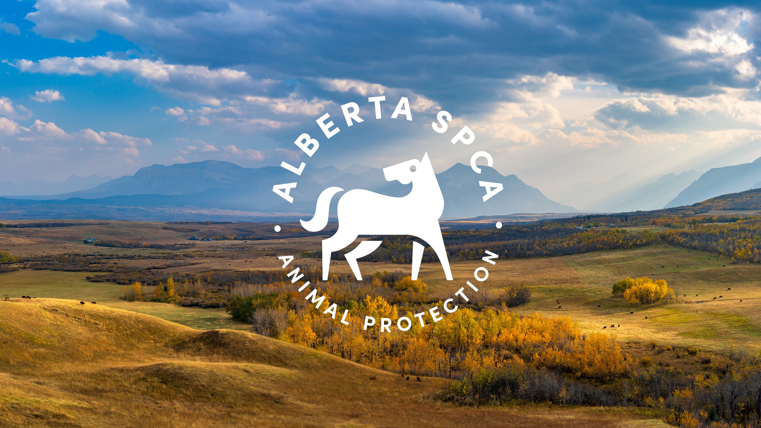 Alberta SPCA Logo Case Study.jpg