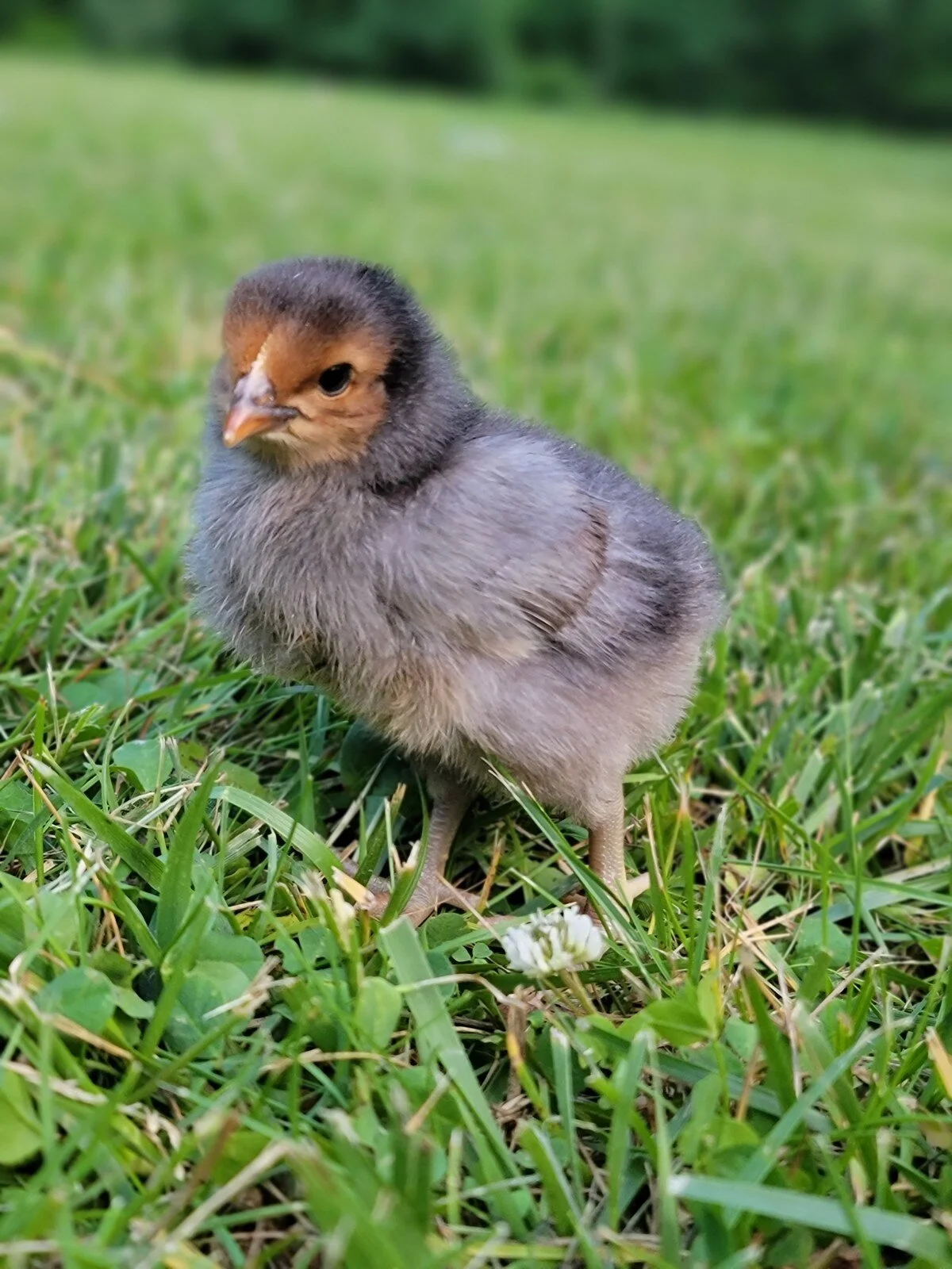 chick.jpg