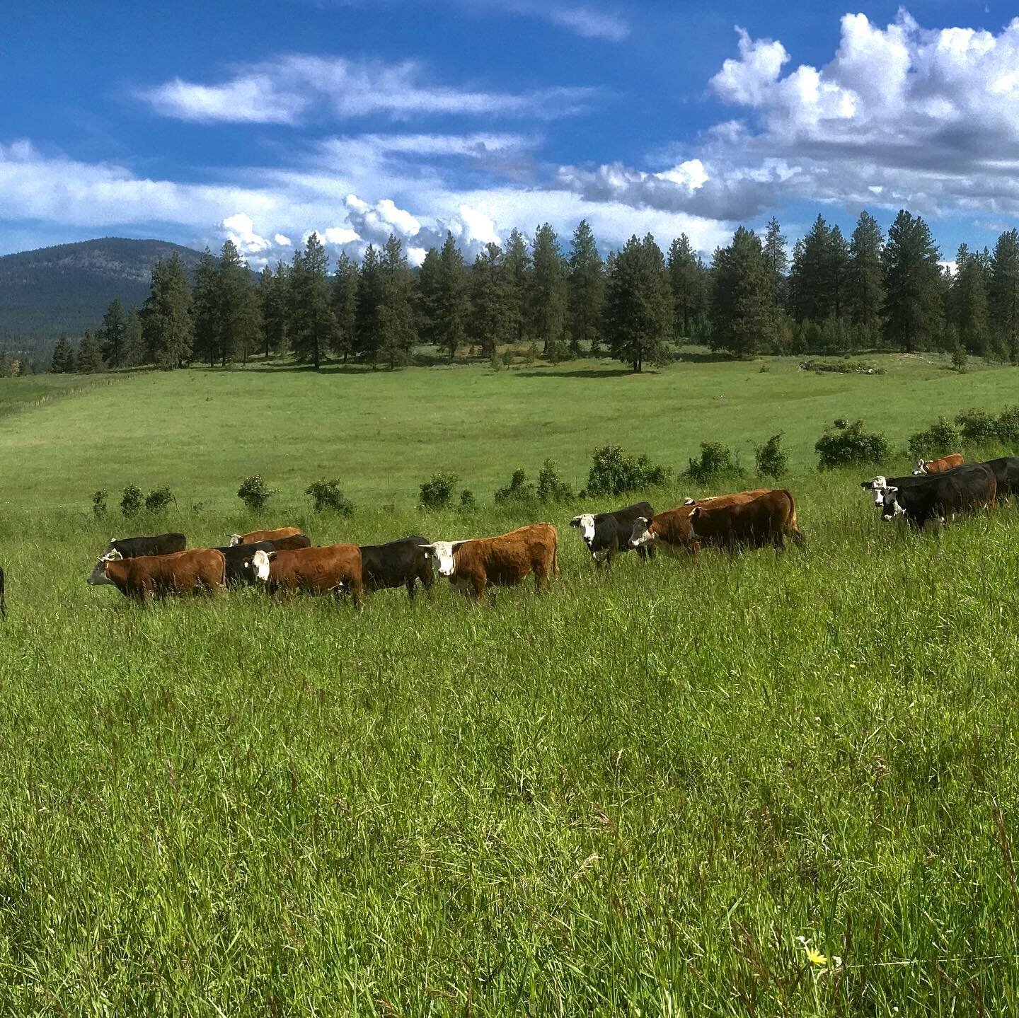 Hey all you Farm Walks Podcast listeners! @wsufoodsystems and @tilthalliance are back with Pod Host @farmernicole for a special @wameatup season 1 BONUS episode!
.
.
Tune in to hear from Tina Timmerman of @obergbrothersnaturalbeef in Tonasket, WA. Sh