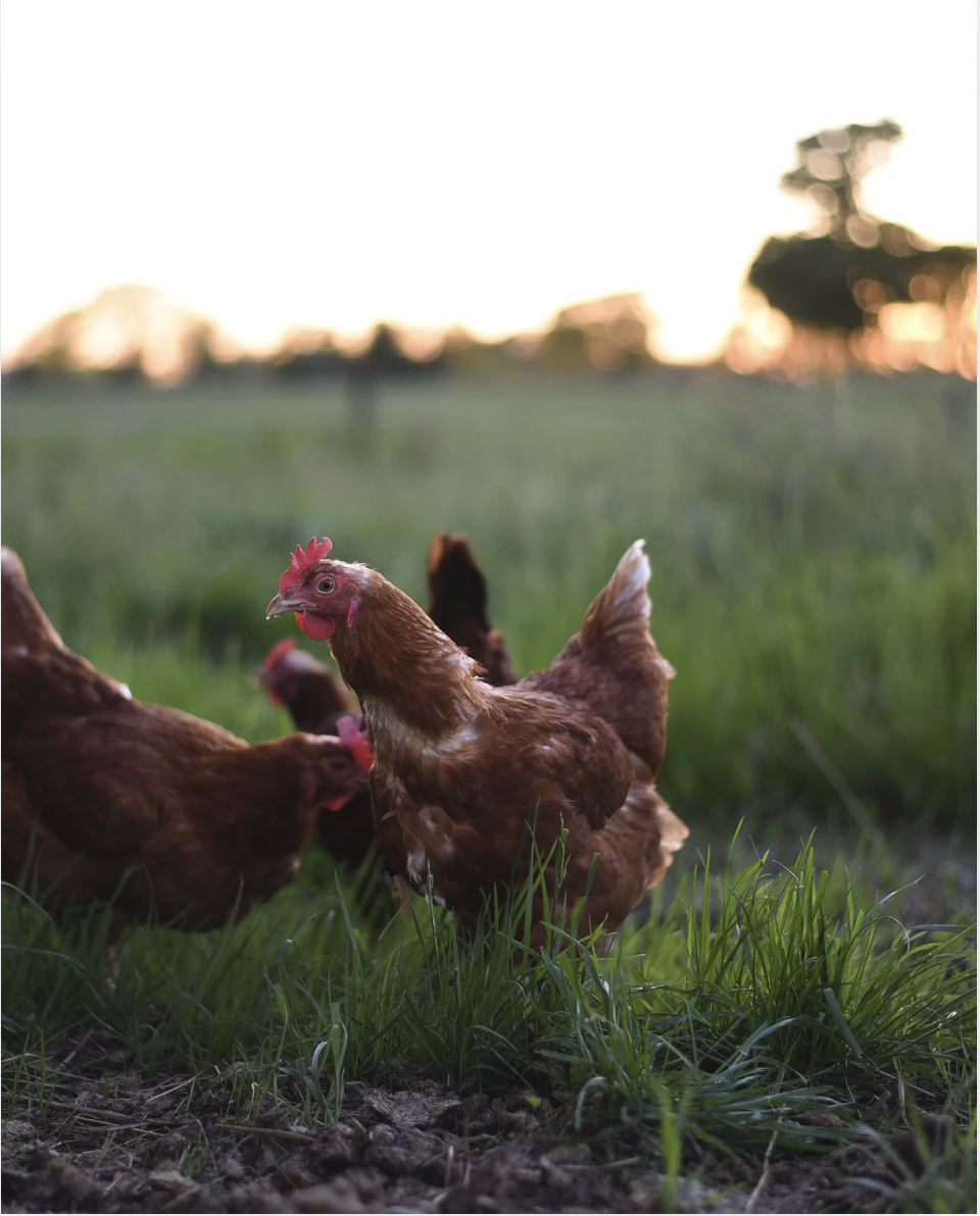 WA Meat Up Educational Series