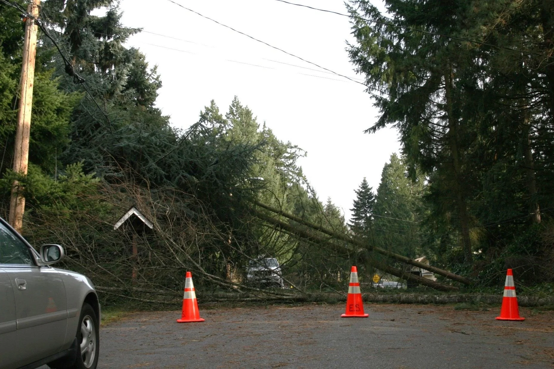 Windstorm_dec14-15 2006_1.jpg