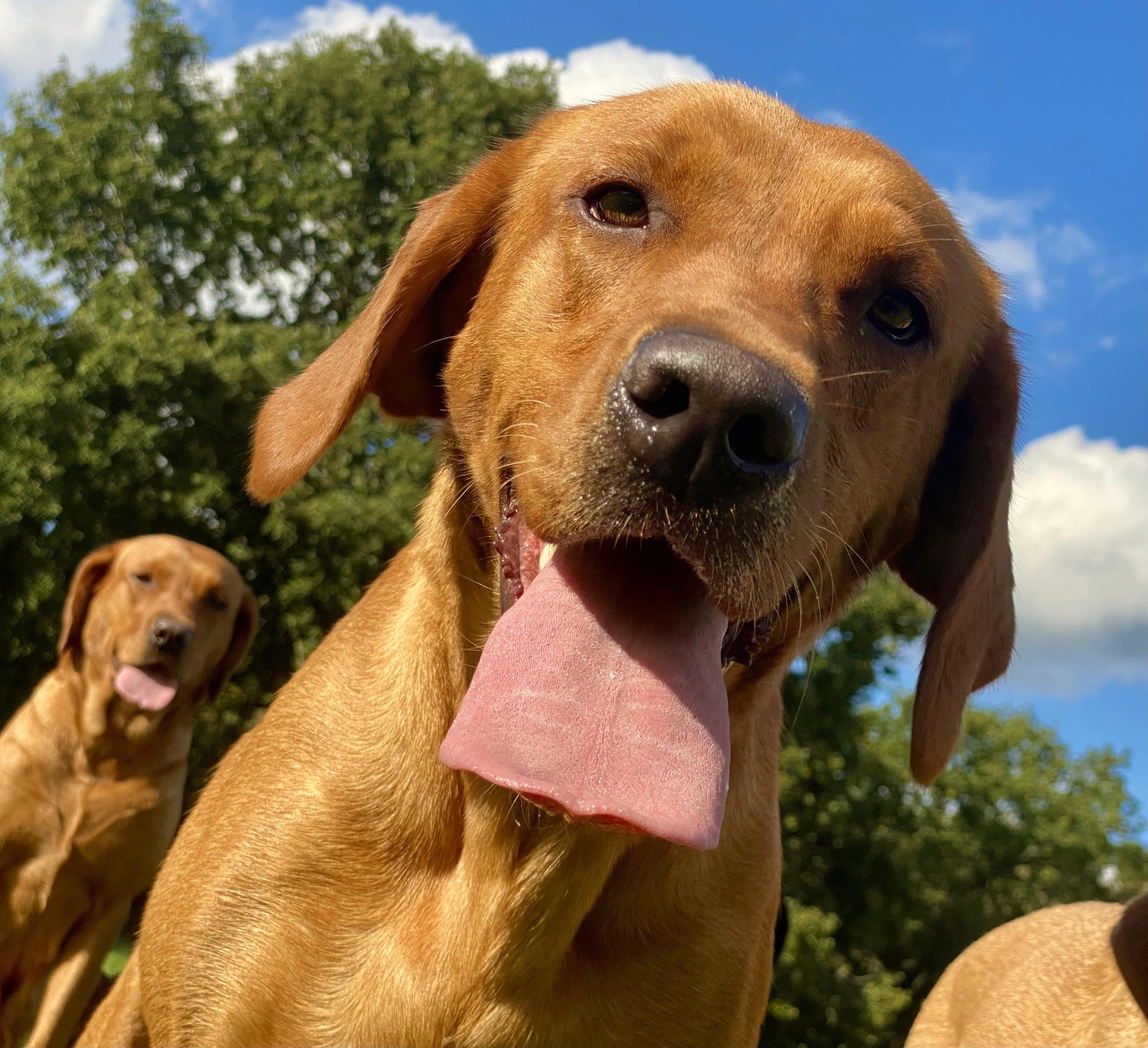 Red Lab Puppies Uk