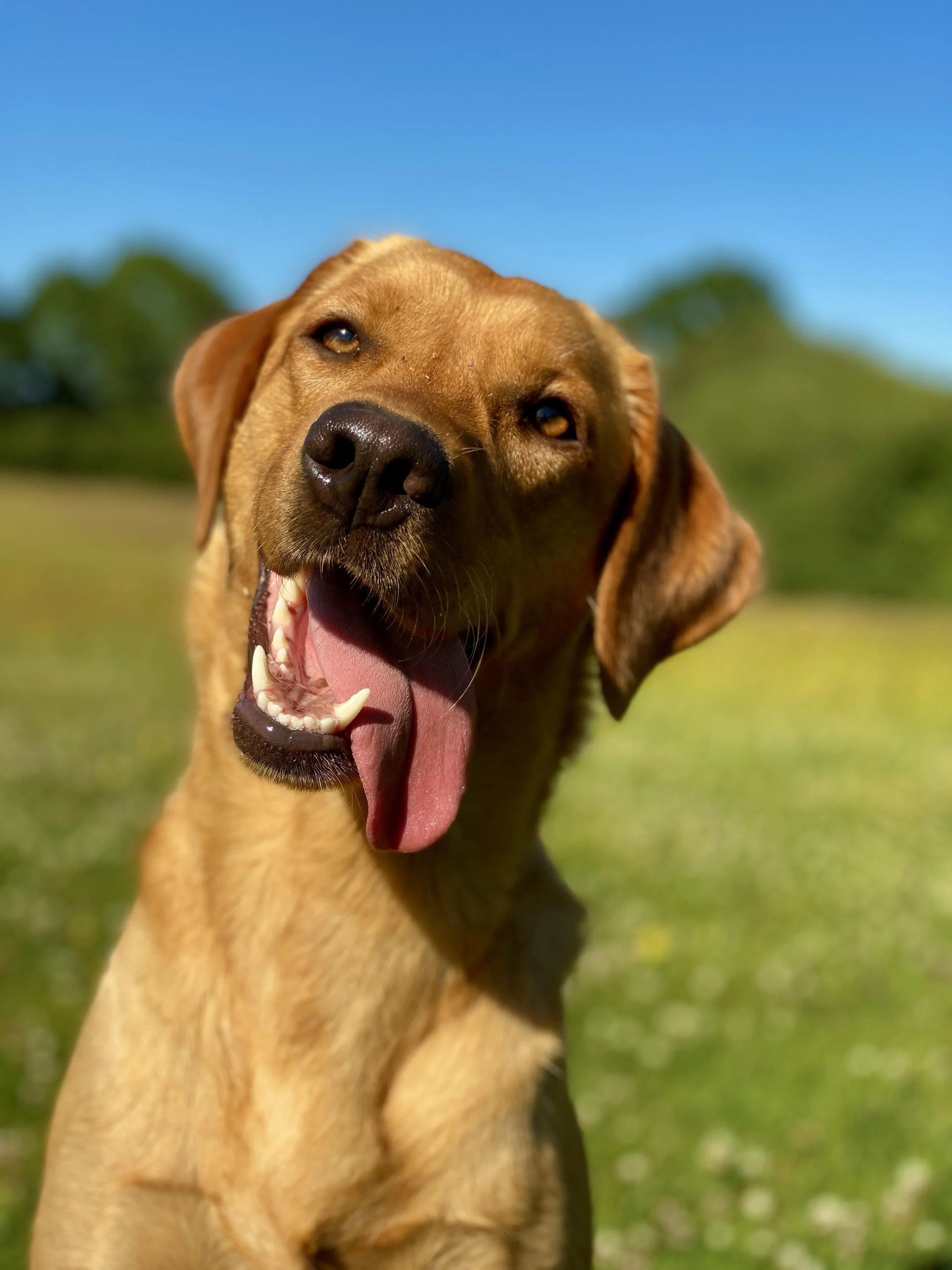 Labrador Square Chocolate Labrador Breeders Uk