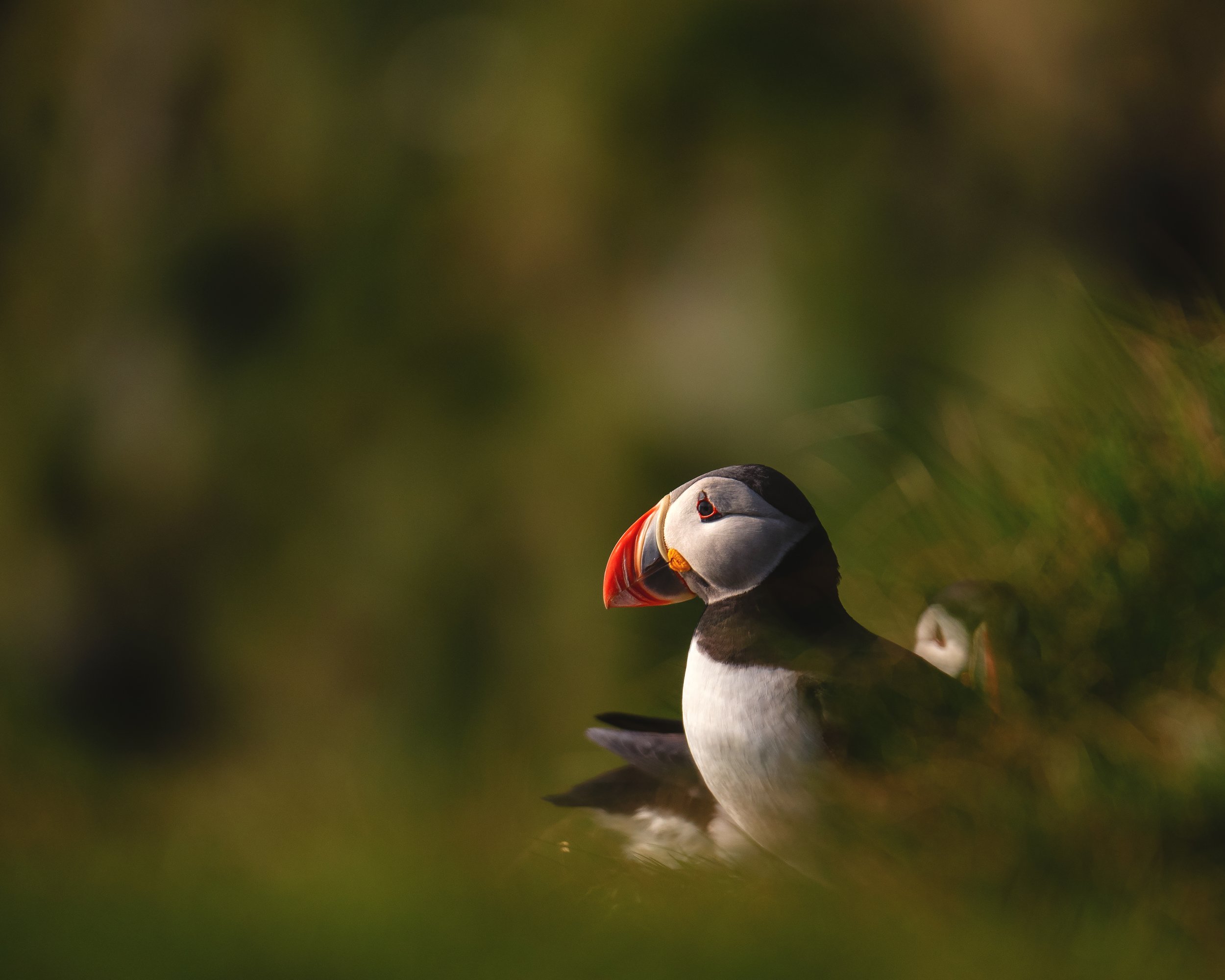 Puffin In Iceland