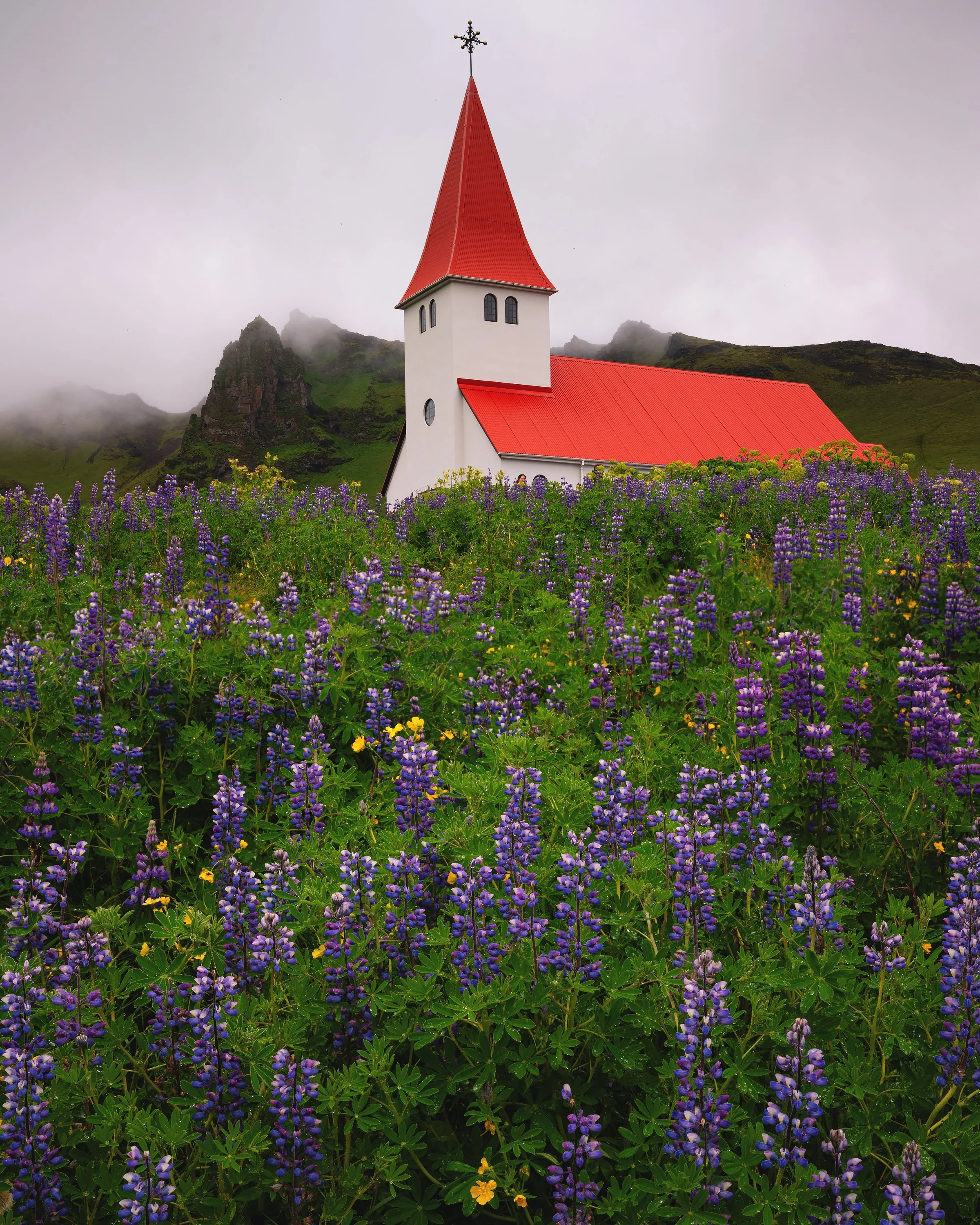 Vik Chapel in the Lupine in Vik Iceland