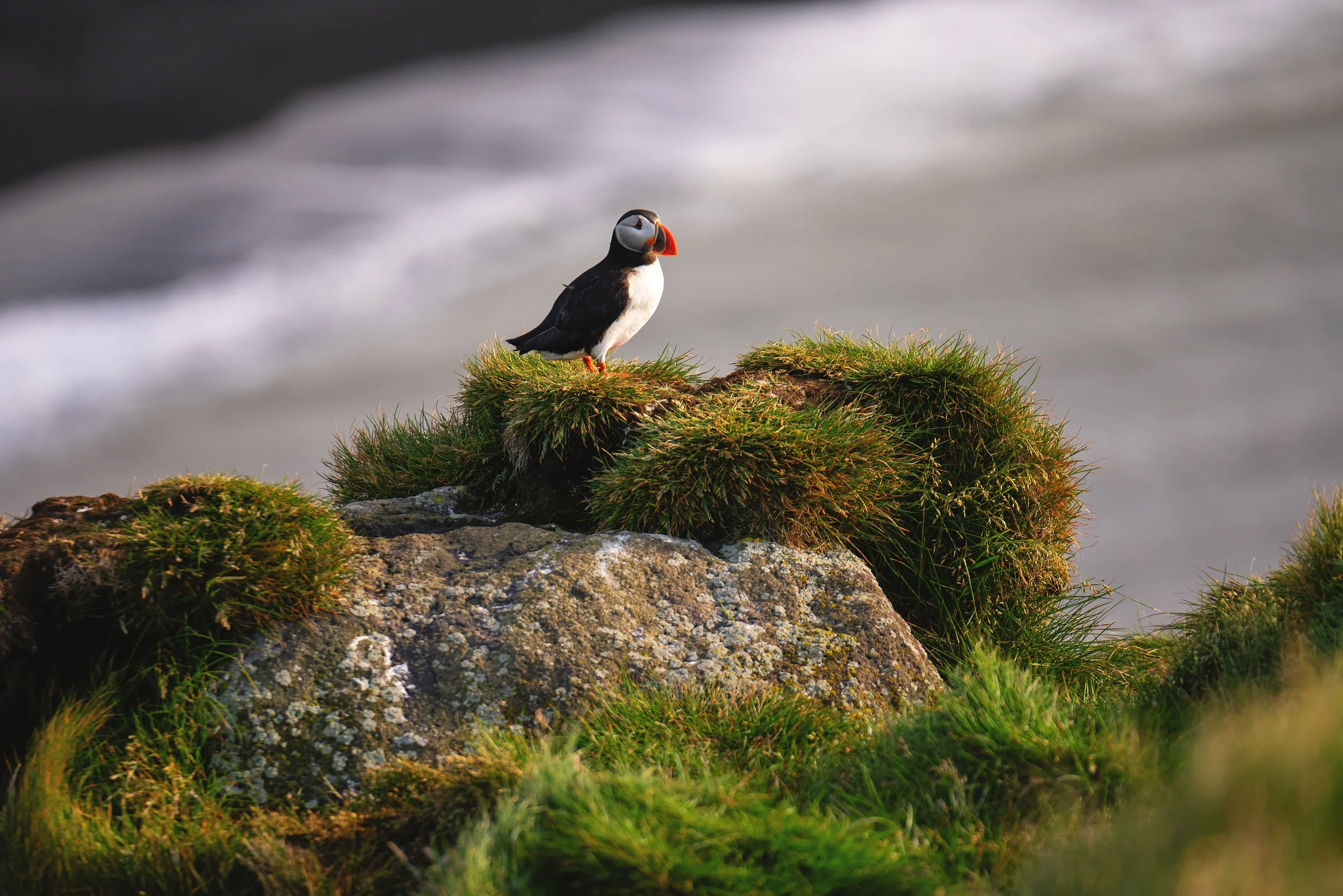 Puffin on  Ingólfshöfði in Iceland