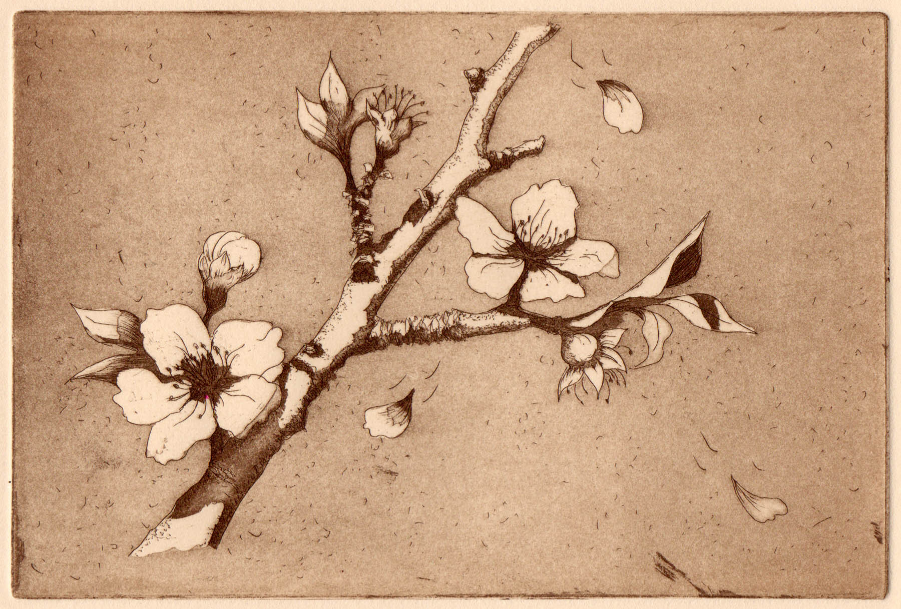 Almond Blossom; etching, 4" x 6"