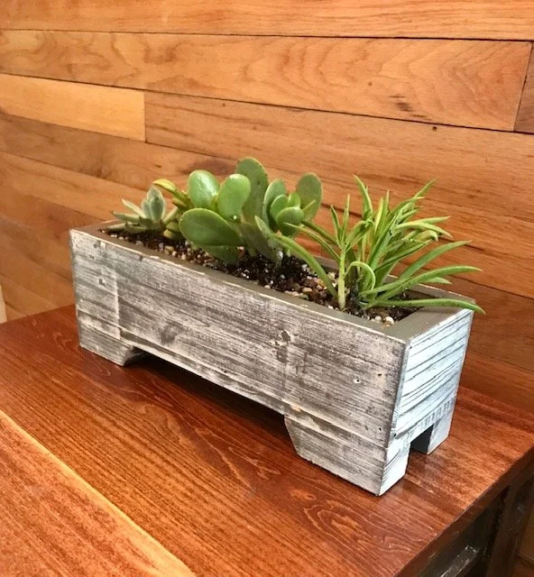 distressed suculents.jpg