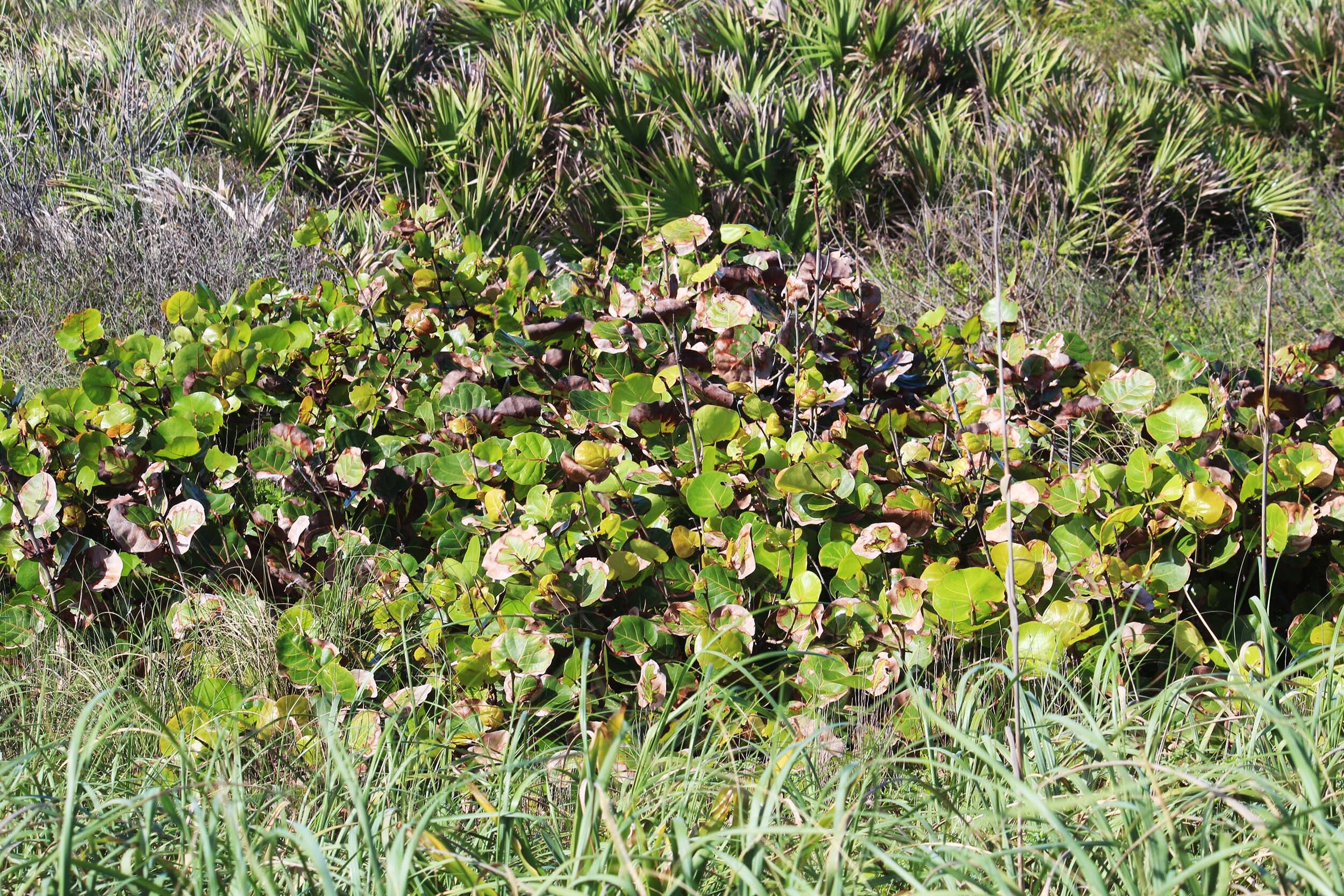 IMG_1596.jpg