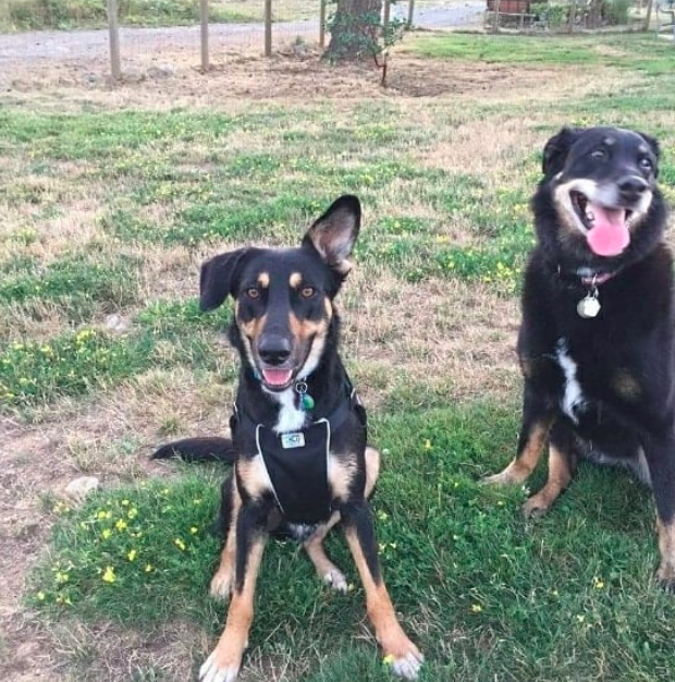 Jake, one of Shirley and Fur Bae’s success stories!