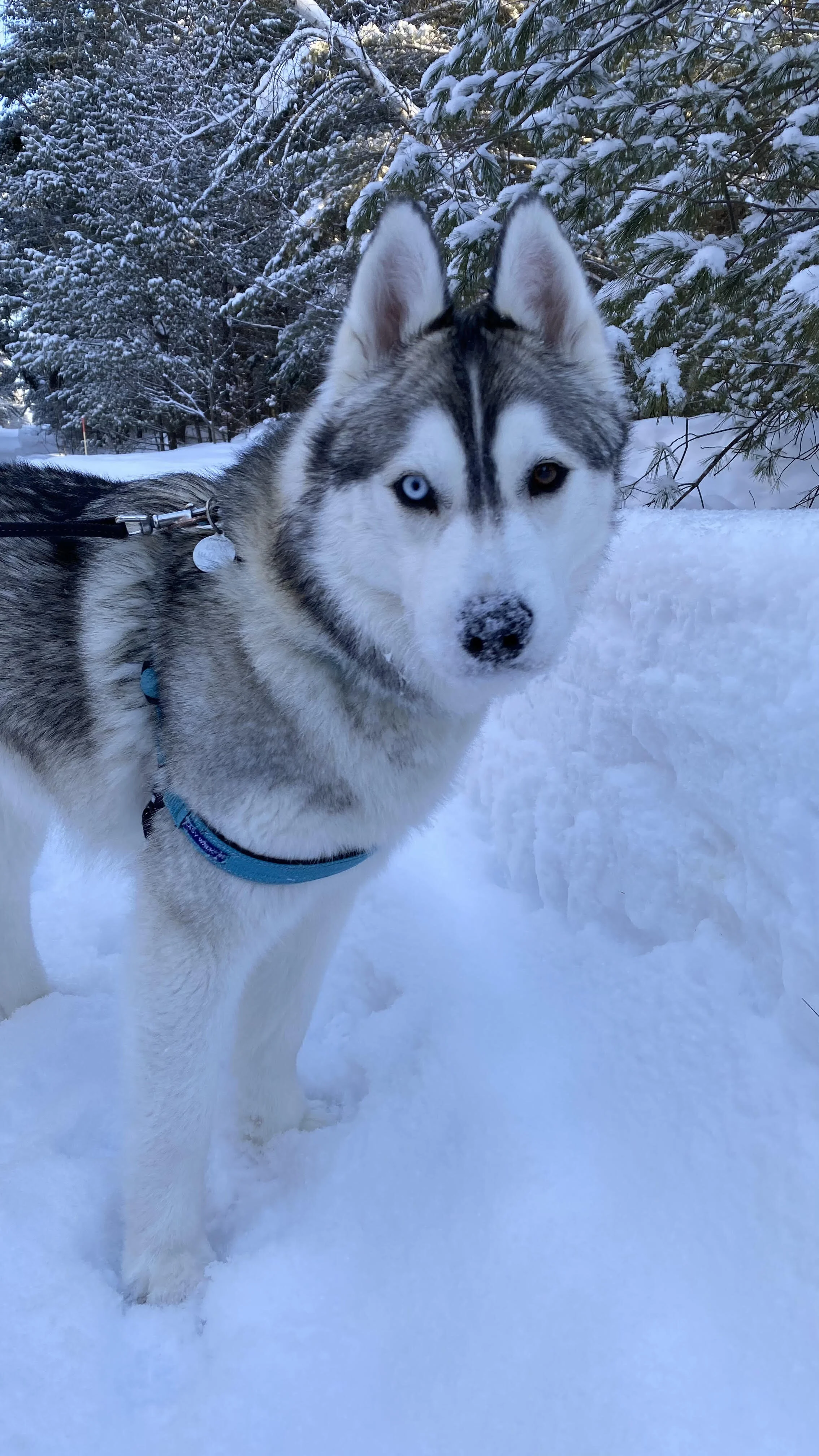 kiko.jpg