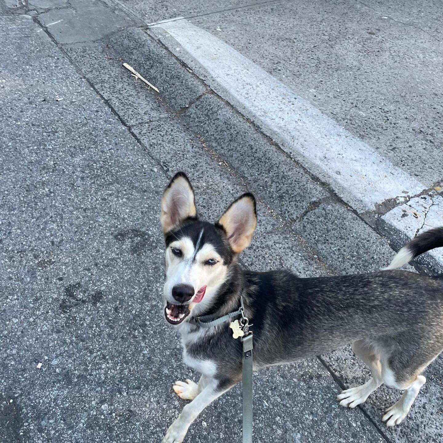For a stunning dog she&rsquo;s pretty hard to get a good picture of&hellip; MIMI is available and is in Vancouver! This half-Saluki half-Husky hybrid is FULL of all the snuggles and all the smarts. Her posing skills may be inspired by Chandler Bing b