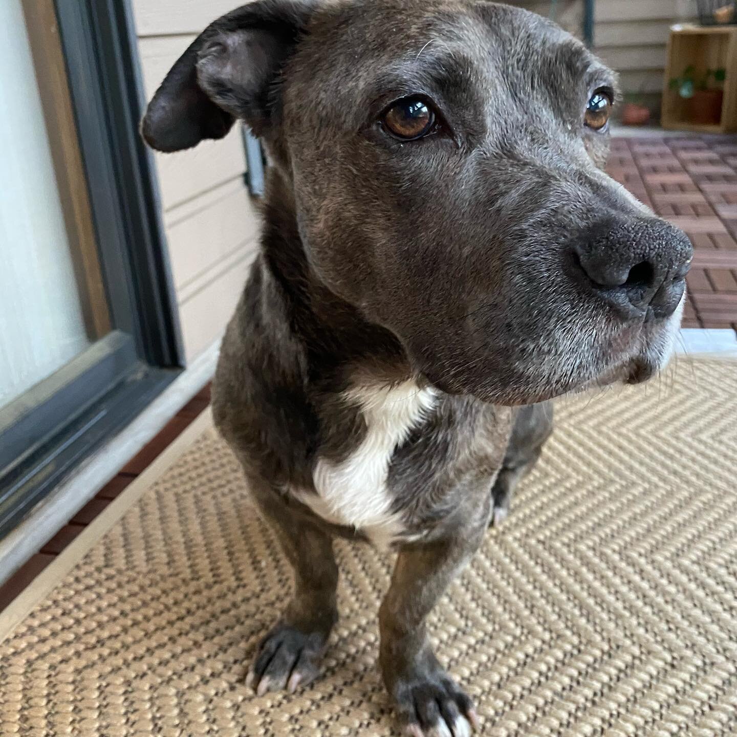 CHESTER is the tiniest little land hippo you ever did see! This six-year-old Scrappy Doo is both tiny and mighty. Want a loyal cuddle buddy and super cute (but don&rsquo;t tell him that) sidekick? Well Chester is your guy! Apply via the website!