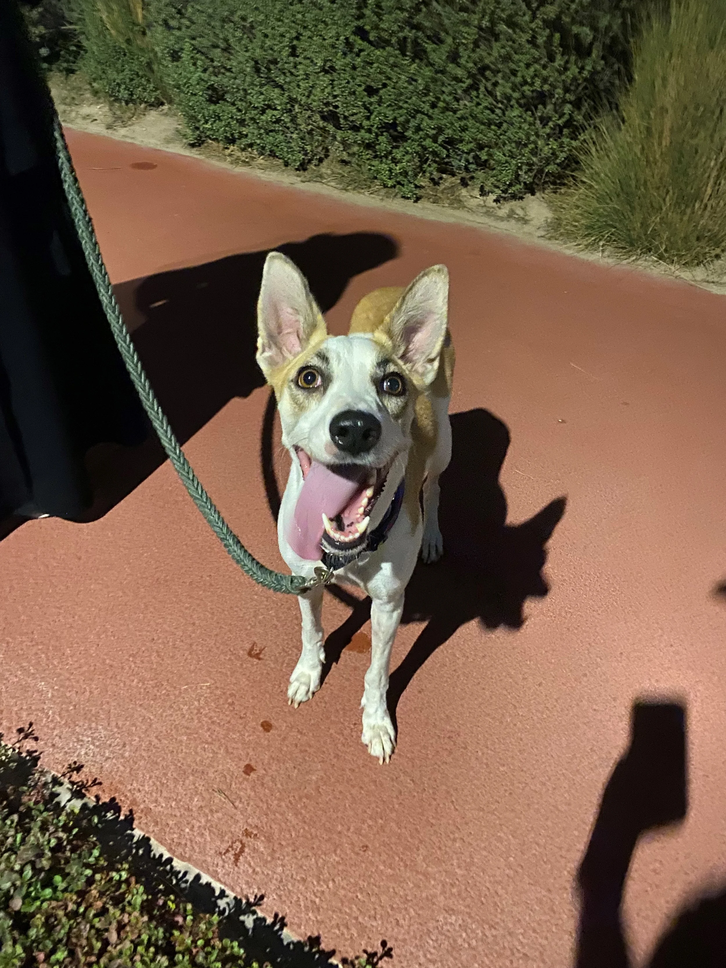 Mischa (reserved)