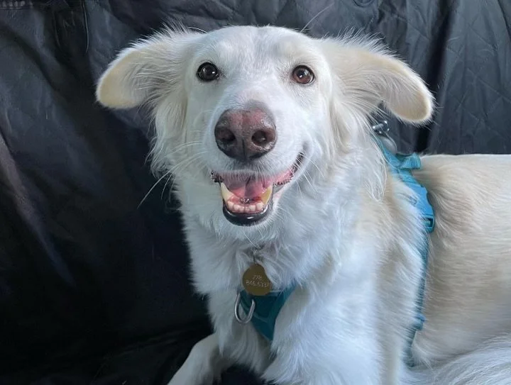 Sofia (reserved)