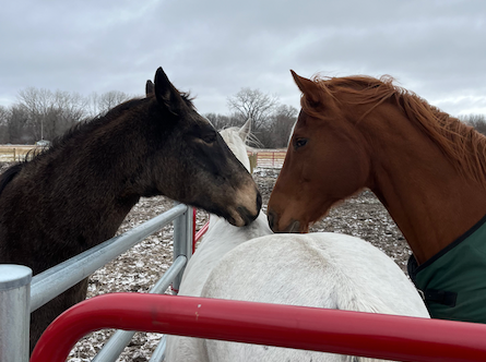 Caring for horses during Christmas showing presence, responsibility, and quiet community