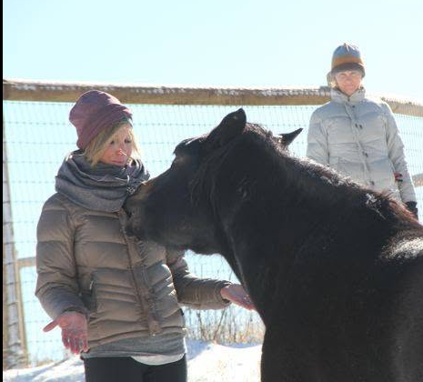 horse energy healing