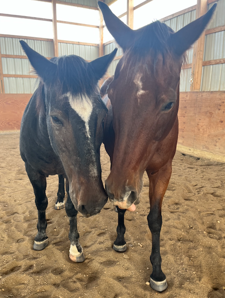 Non-traditional Christmas spent caring for horses in winter conditions